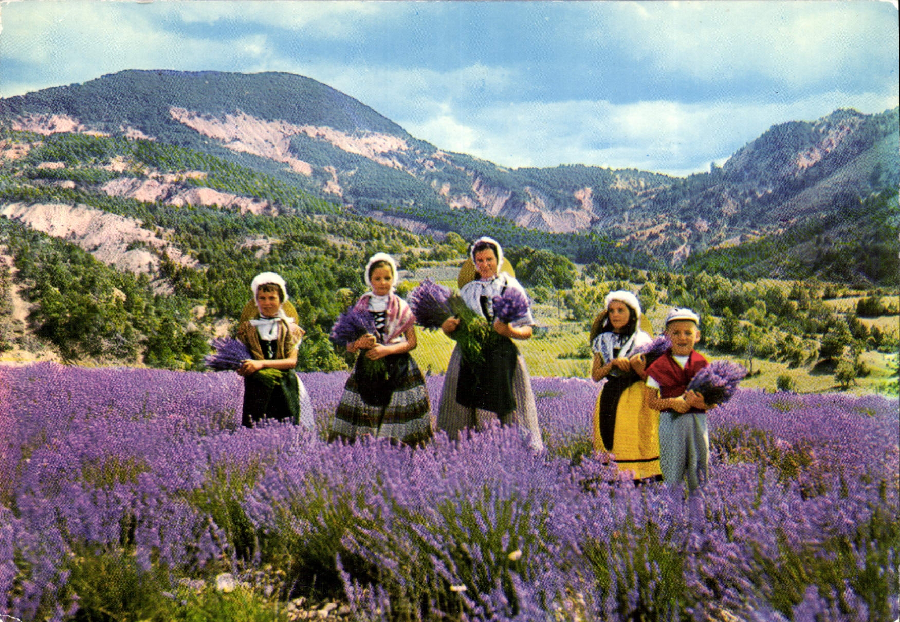 CPM Cueillette de la Lavande 