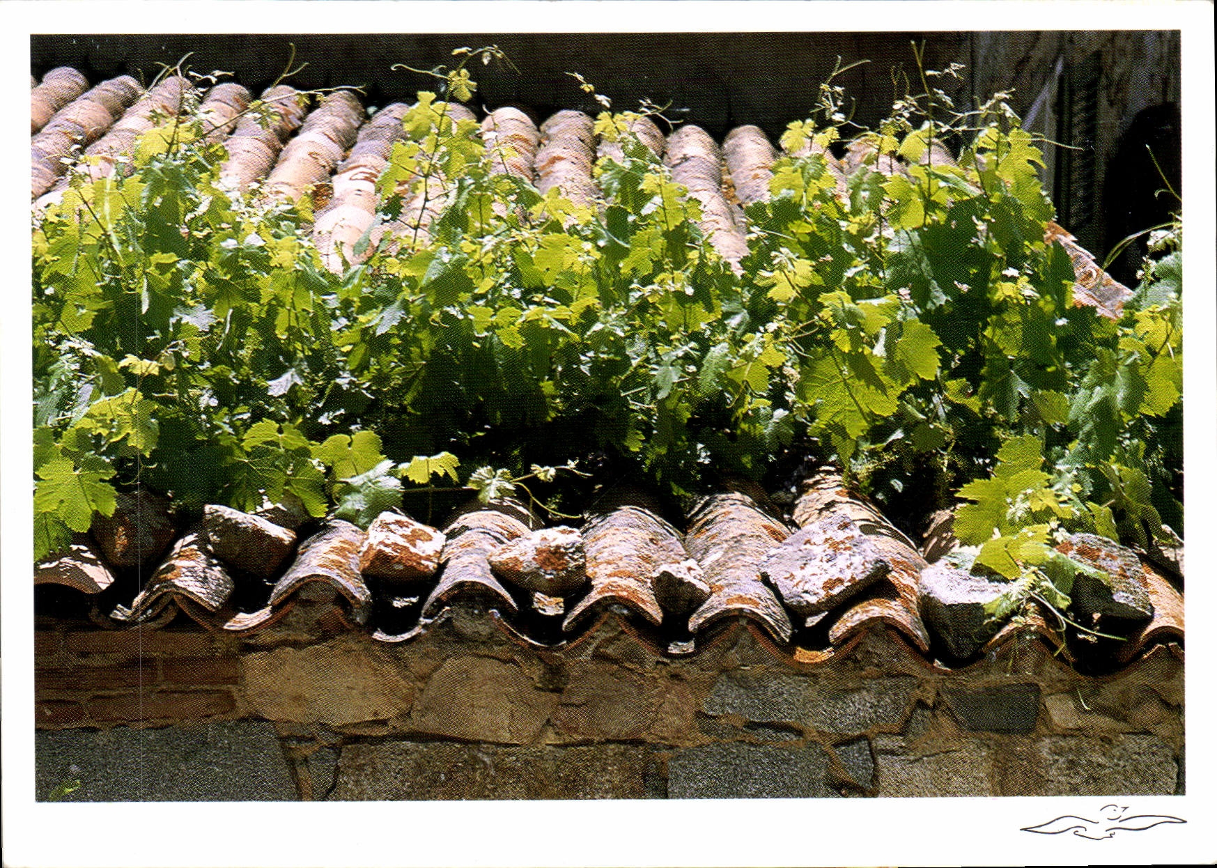 CPM La treille vagabonde 