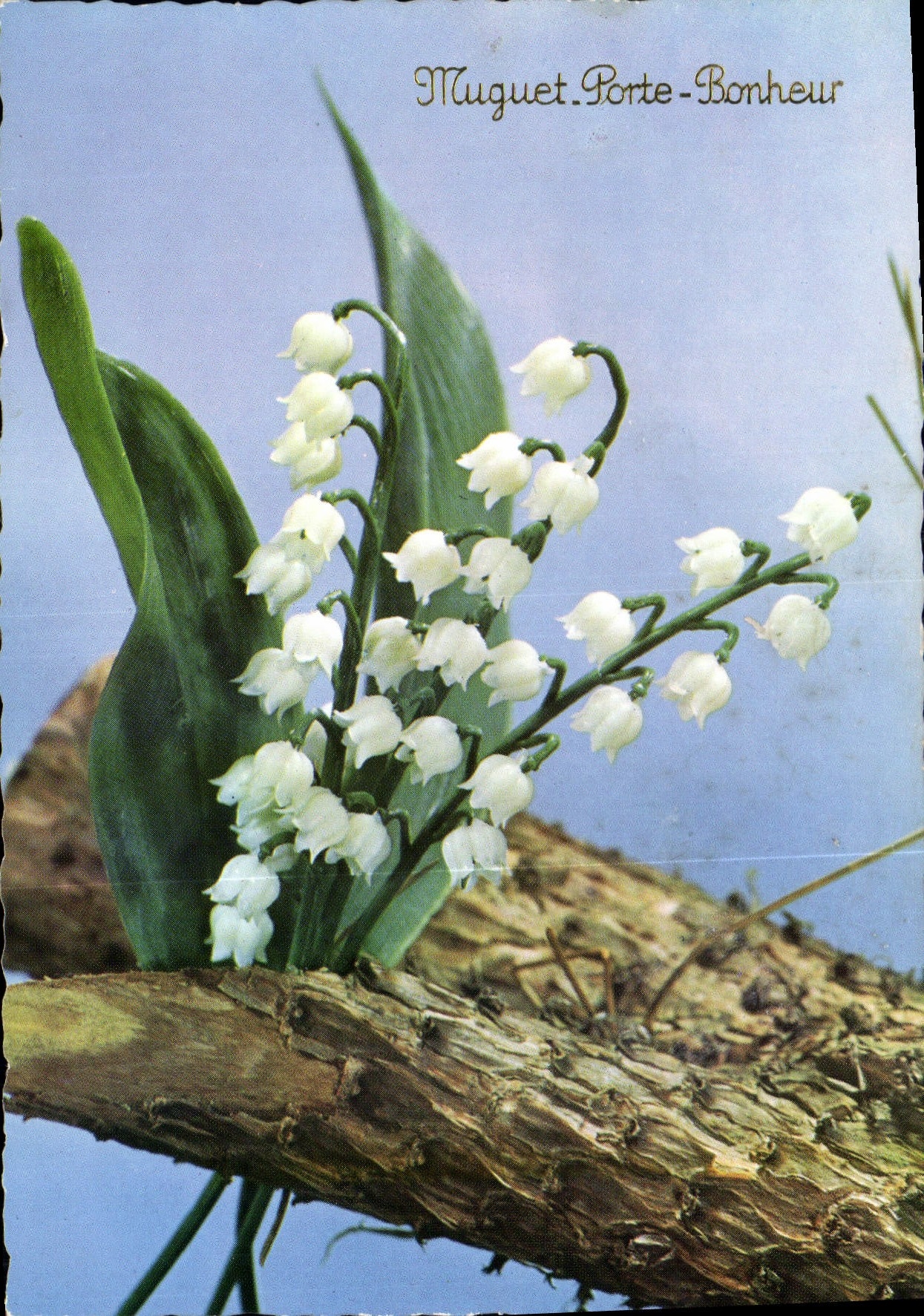 CPM Muguet Porte Bonheur 