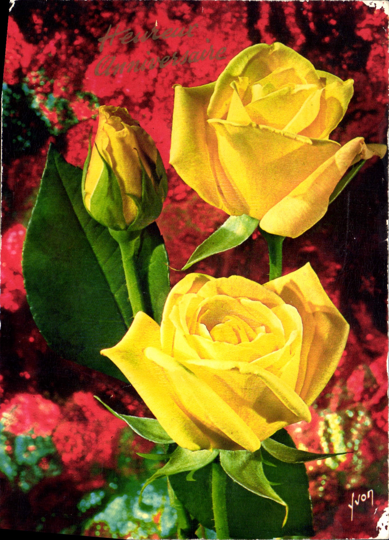 CPM Jolies Roses de France Grisbi Meilland Universal Rose Selection