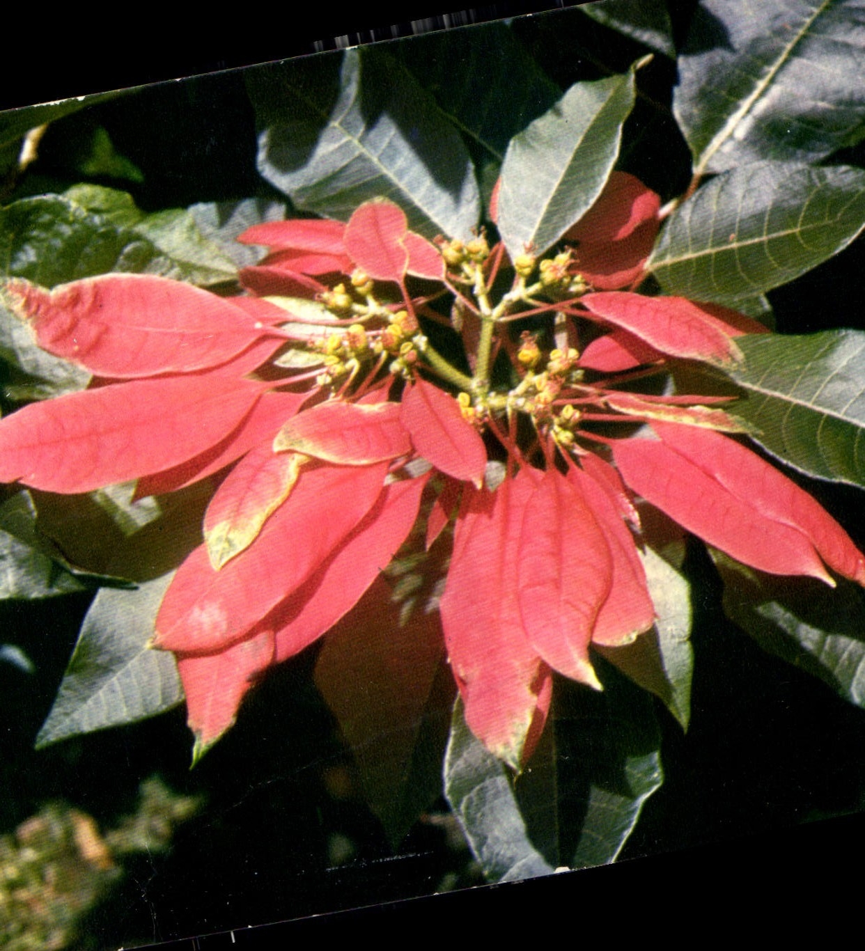 CPM Poinsettia Pulcherima 