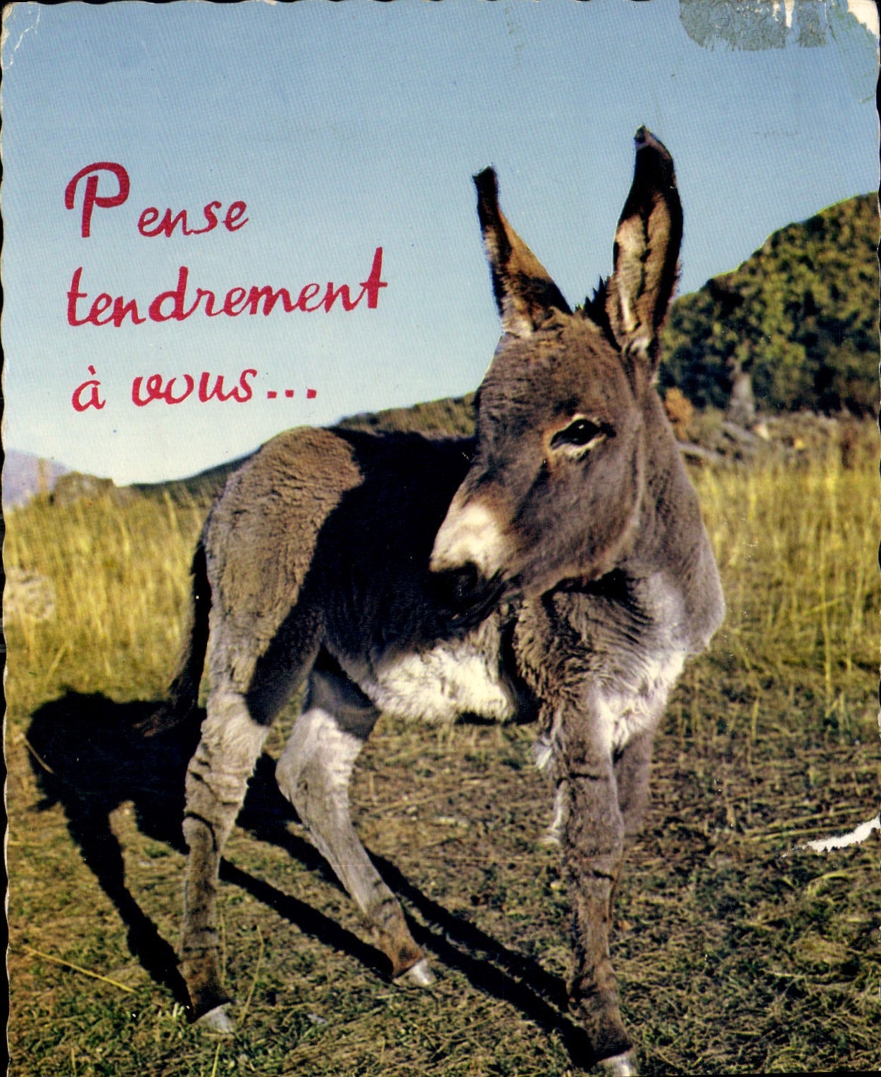 CPM Pense tendrement a vous Ane Mule