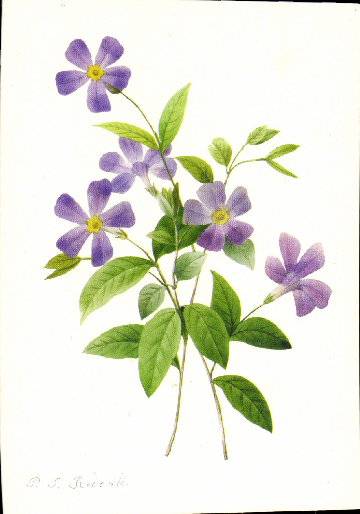 CPM Periwinkle by Pierre Joseph Redoute