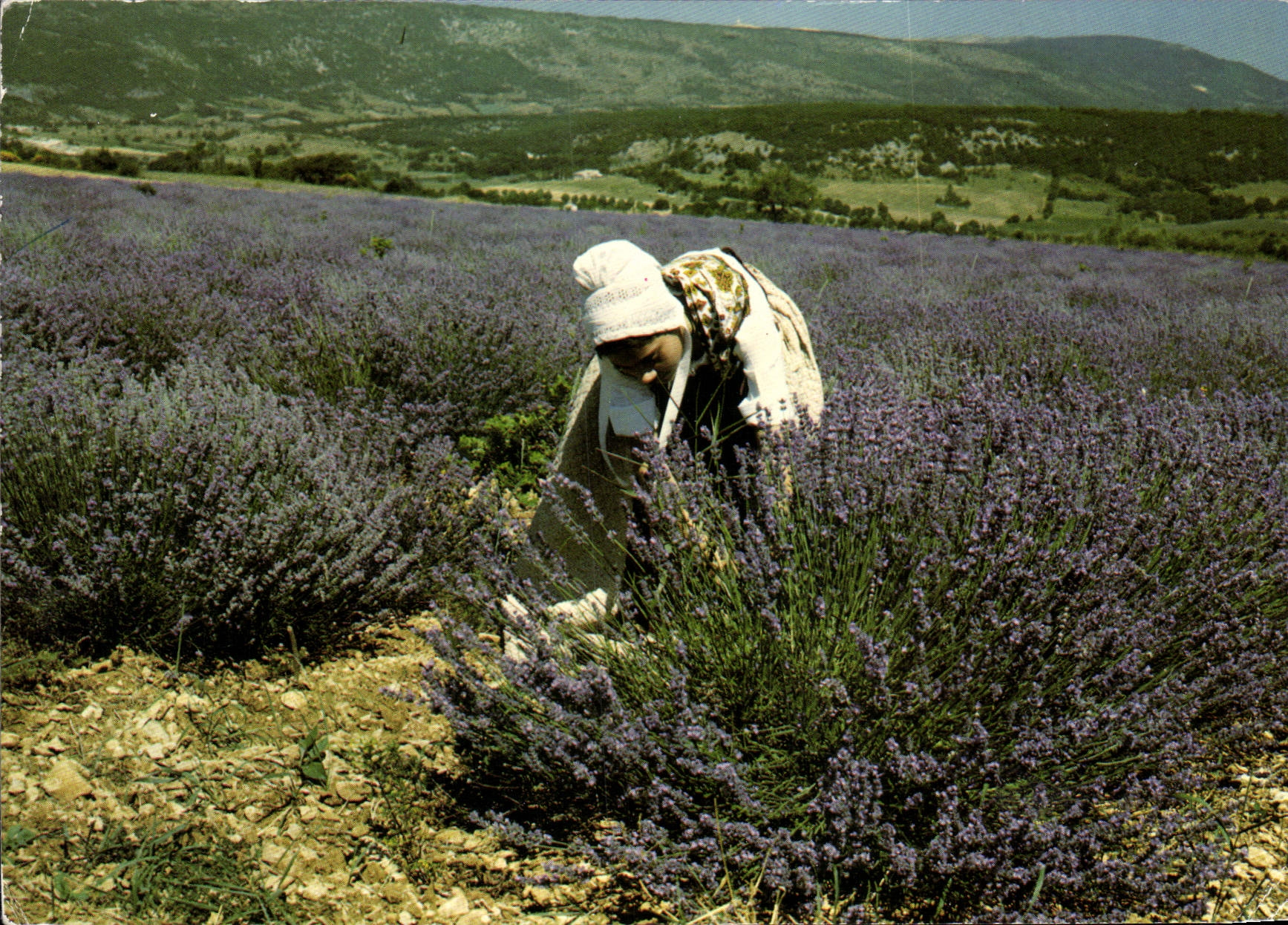 CPM Les Belles Images de Provence Jeune Provencale dans les Lavandes 