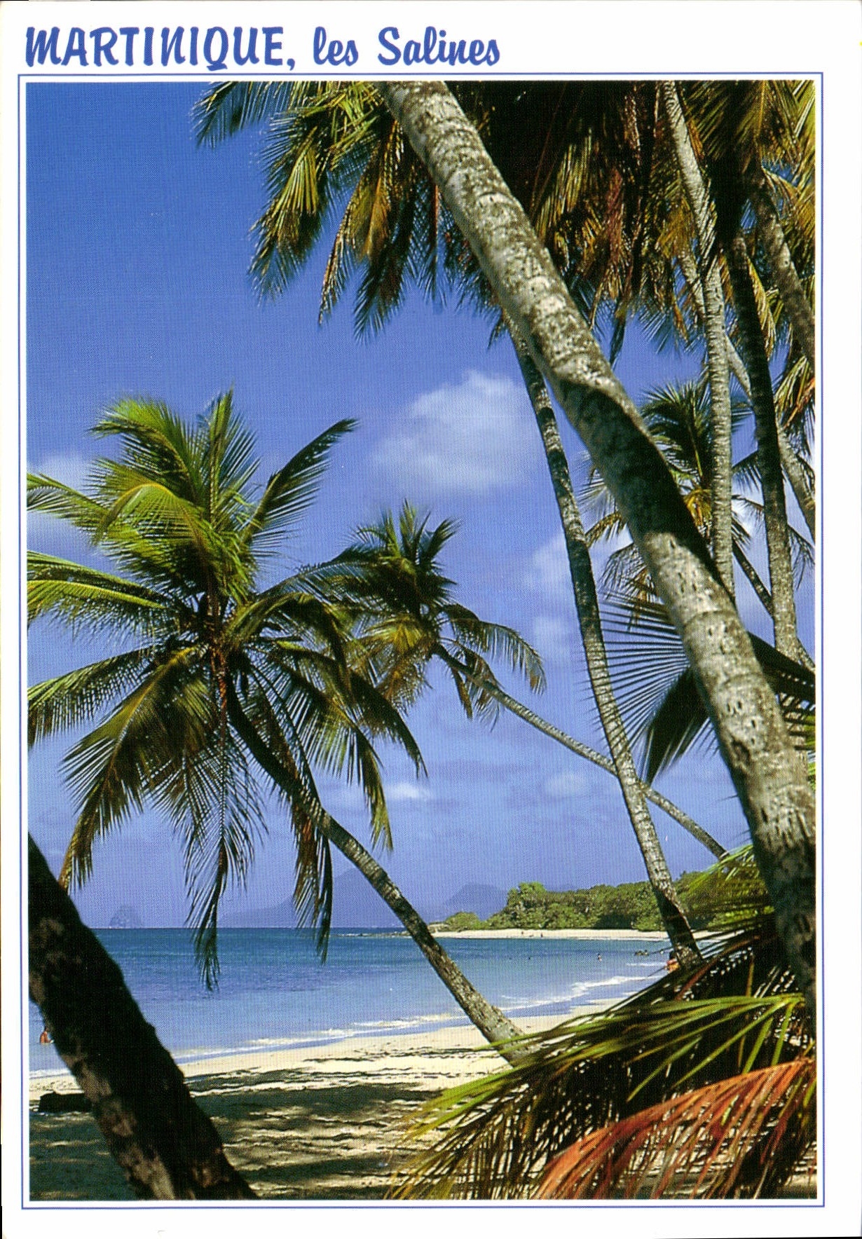 CPM Martinique les Salines Sainte Anne plage des Salines