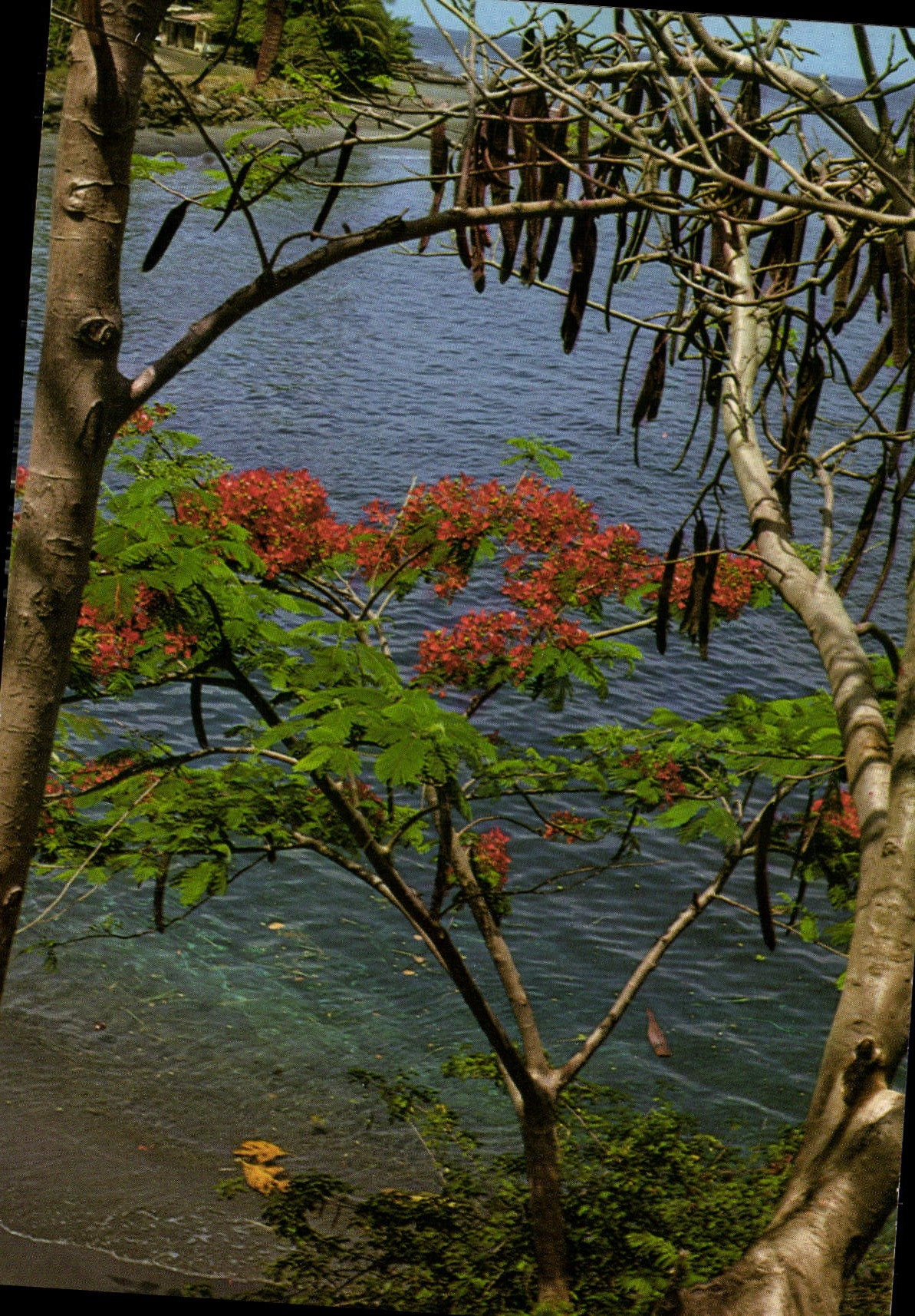 CPM Martinique Flamboyant rouge et mer bleue