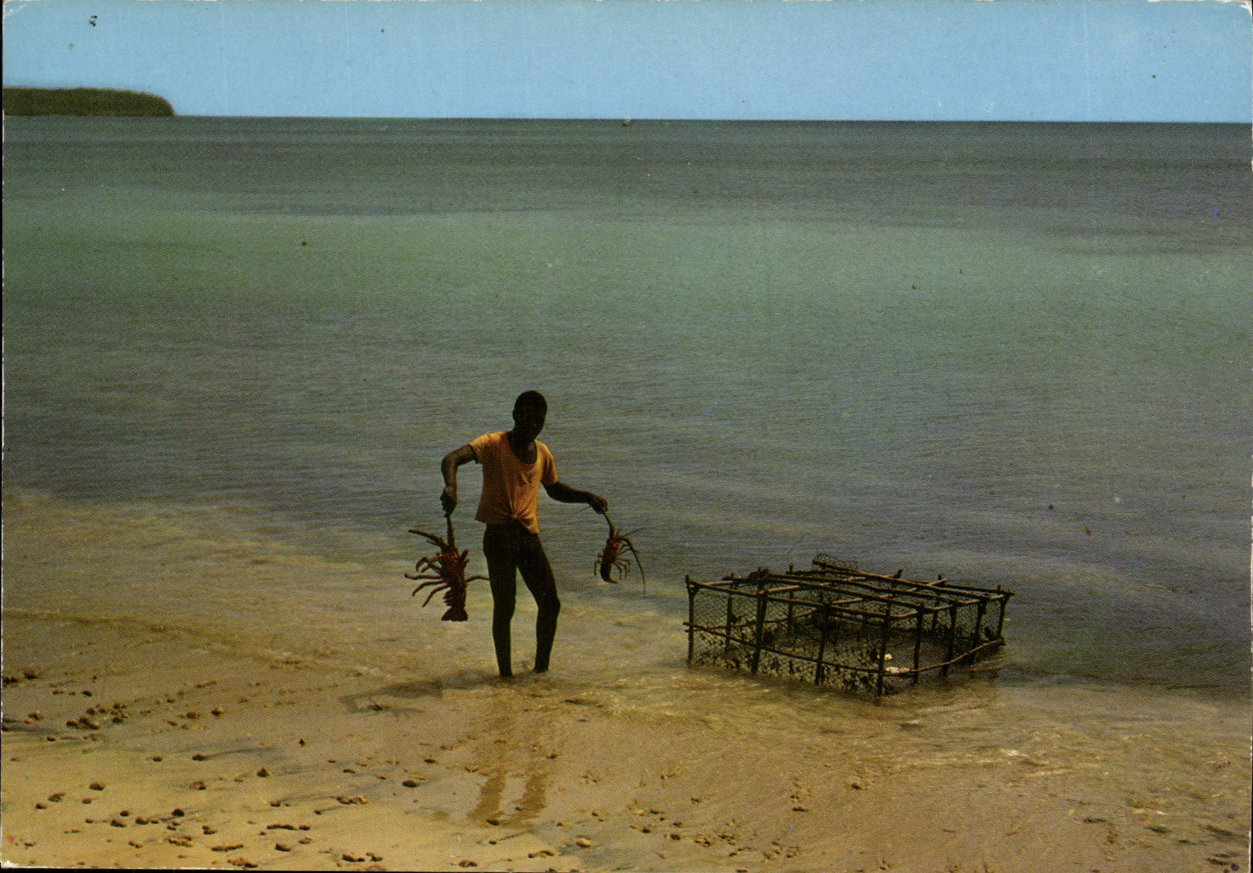CPM Martinique Sainte Anne Des langoustes pour le restaurant