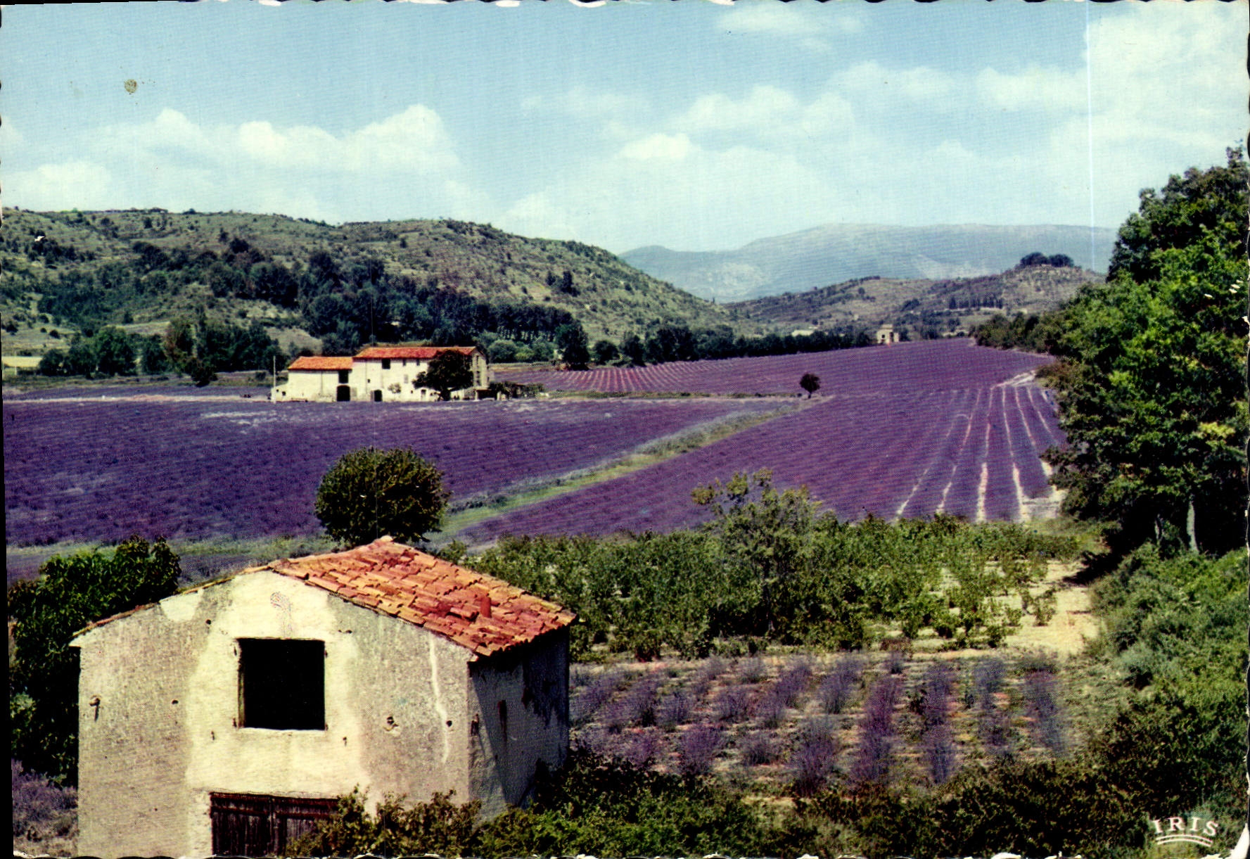 CPM Reflets de la Cote d'Azur Au pays de la Lavande Lavandes en fleurs