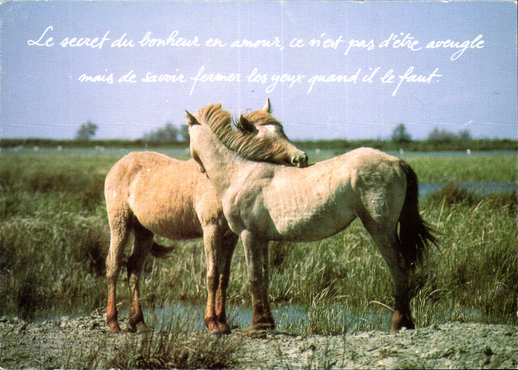 CPM Houtland Chevaux