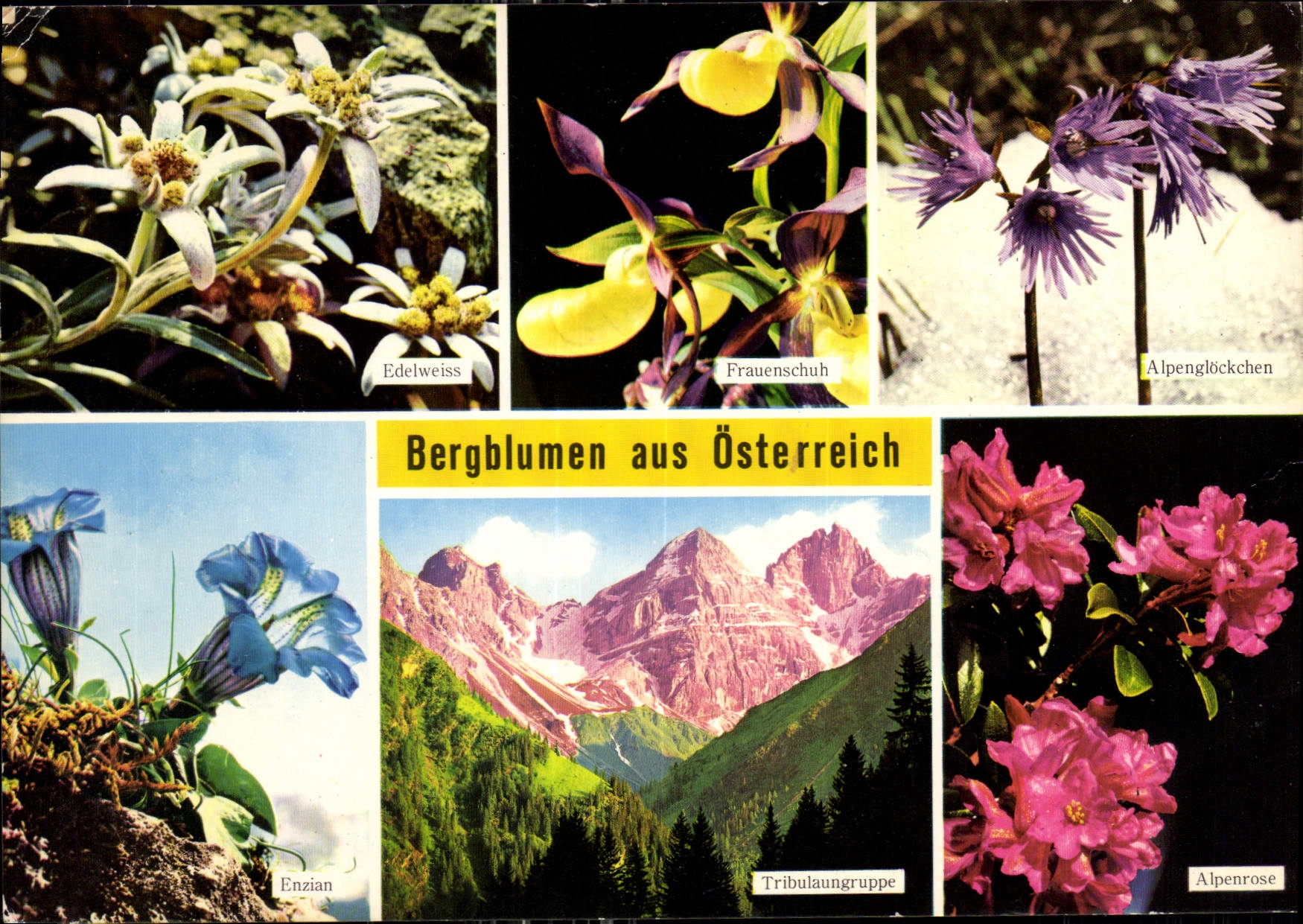 CPM Bergblumen aus Osterreich 