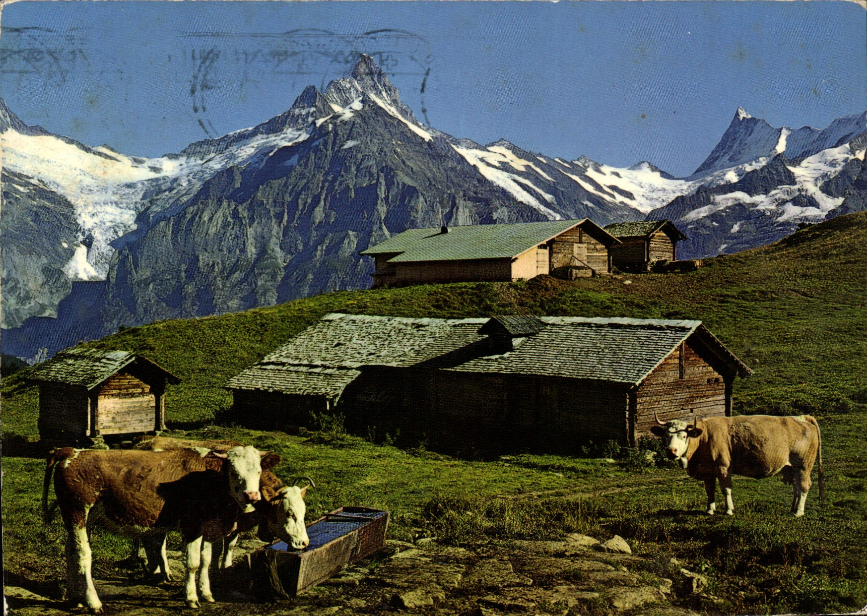 CPM Schreckhorn Finsteraarhorn Bussalp Vaches