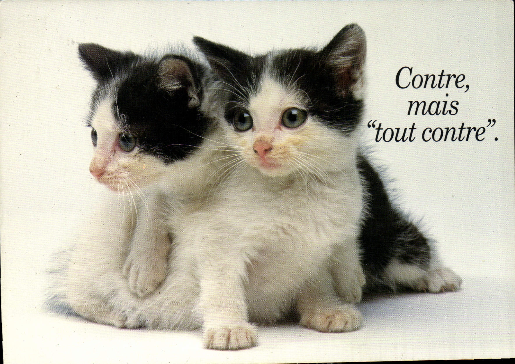 CPM Chiots et Chatons 