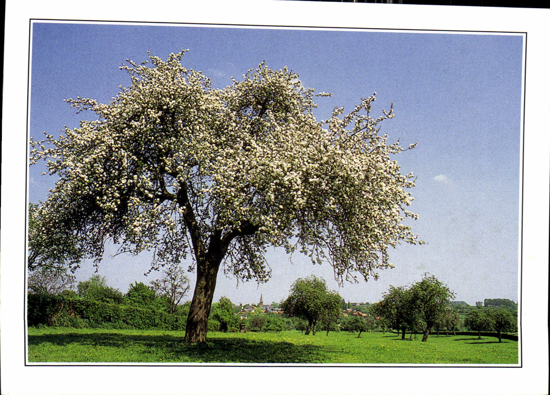 CPM Rendez vous avec le Nord le Bocage Avesnoil au printemps