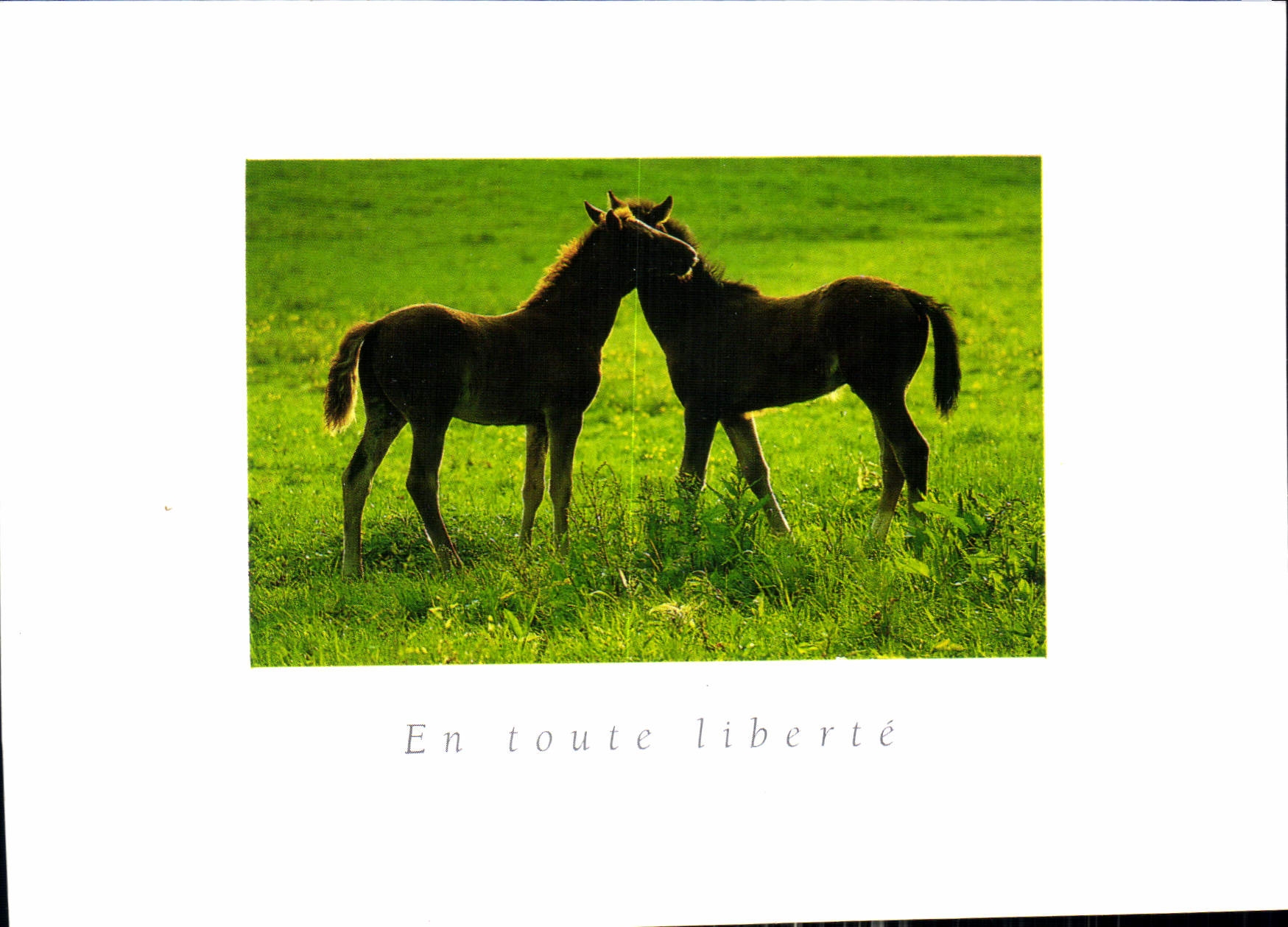 CPM En Toute Liberte Chevaux