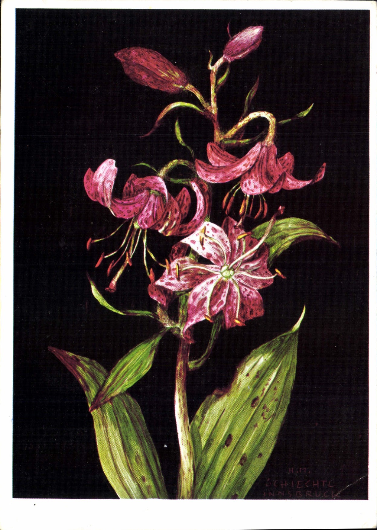 CPM Turkenbund Lilium Martagon Fleurs