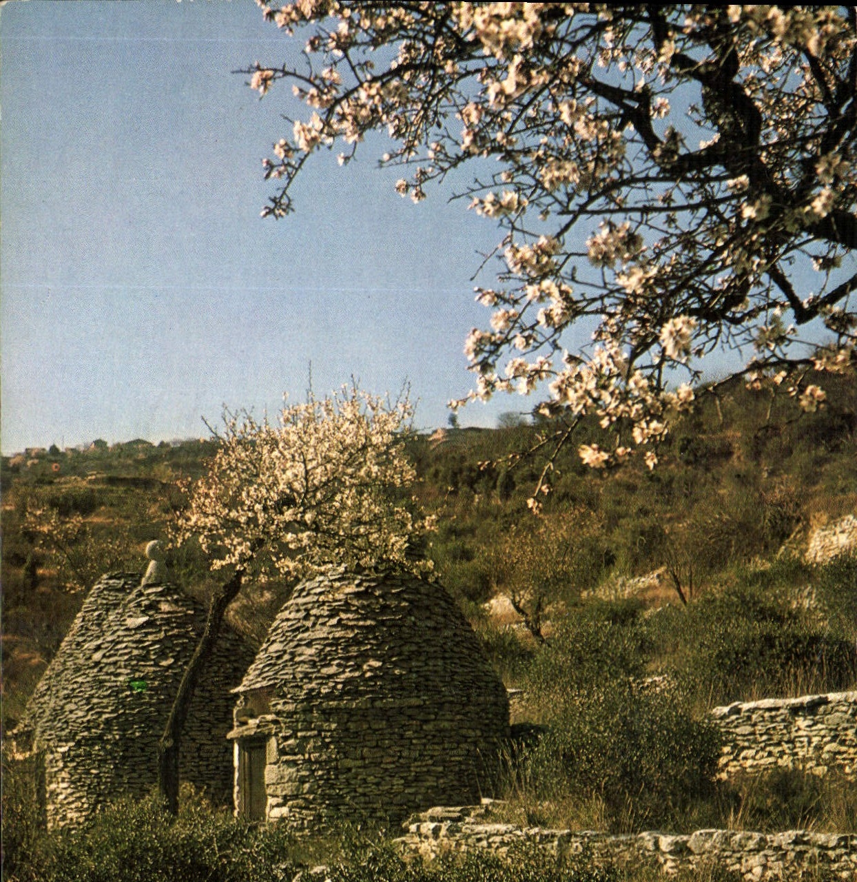 CPM Les belles Images de Provence Boris et Amandiers en fleurs 