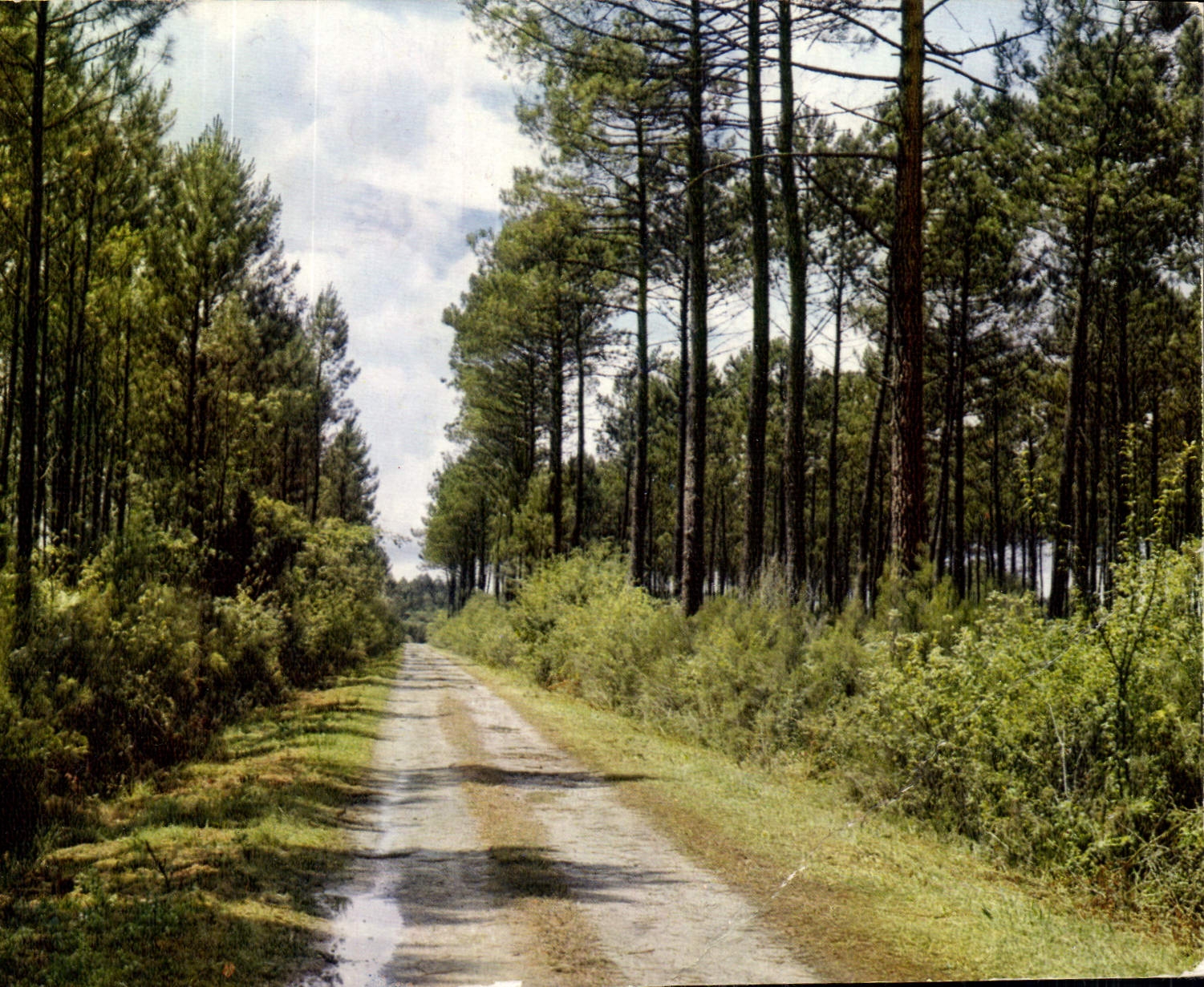 CPM Au Pays Landais un frais Soleil penetre en l'epaisseur des bois Toute chose etincelle et la jeun