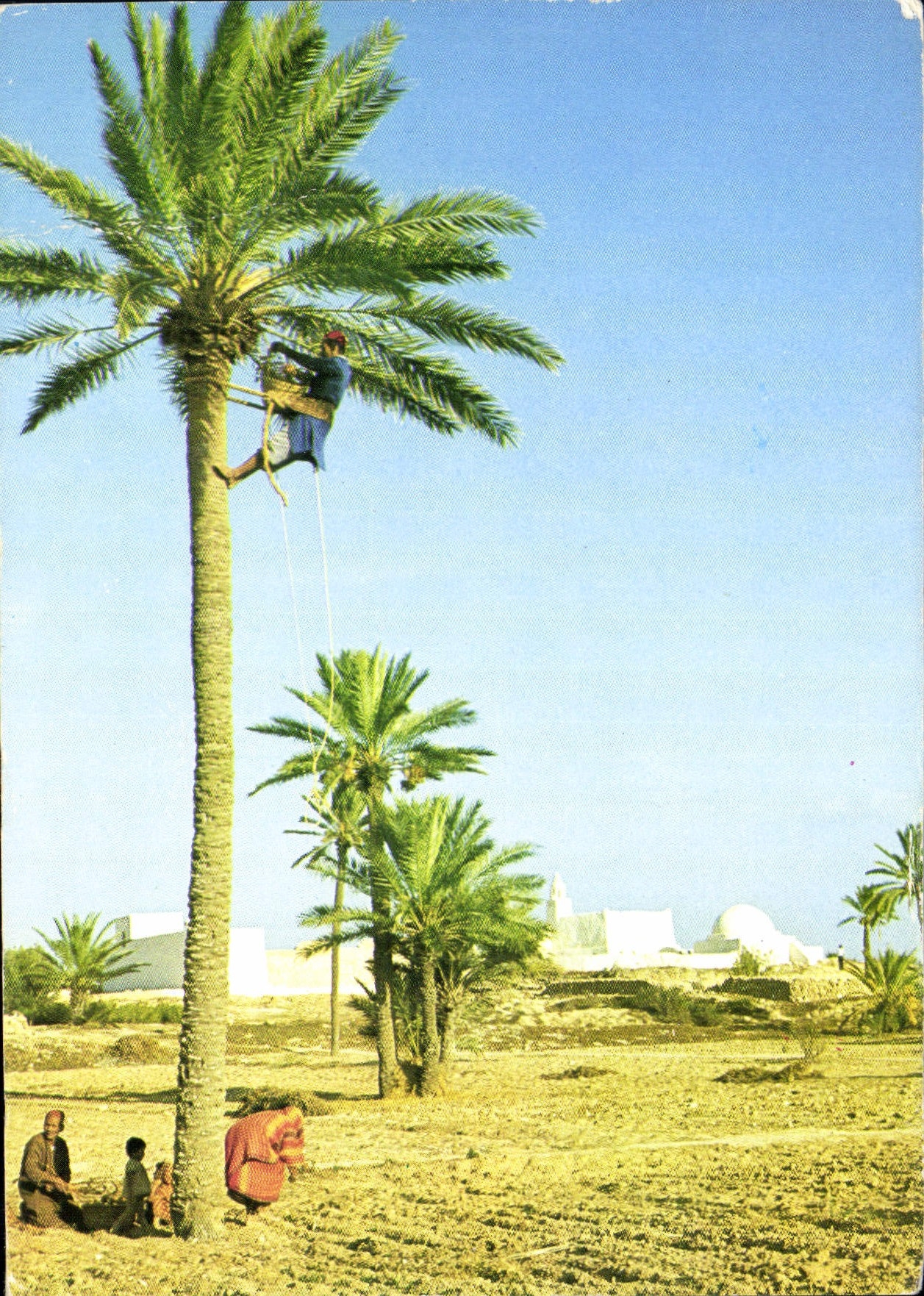CPM Jerba Cueillette de Dattes 