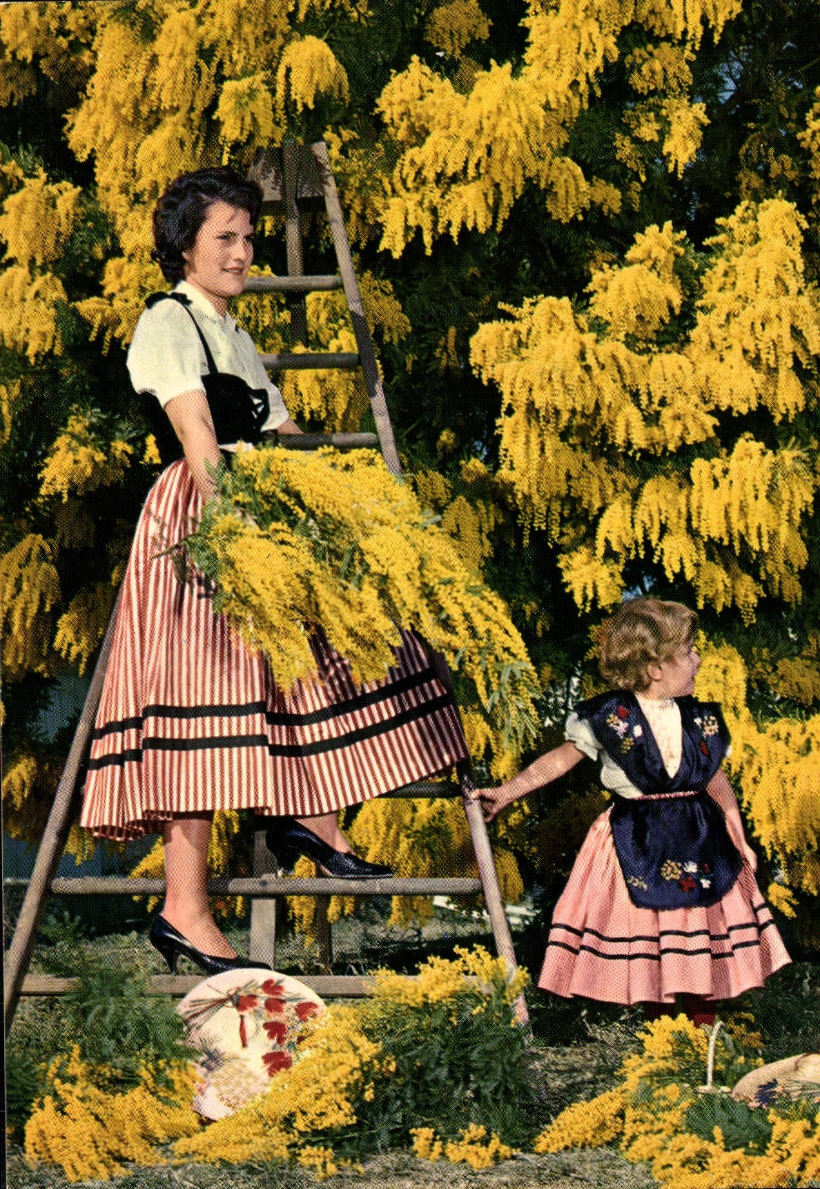 CPM Cote d'Azur French Riviera Costumes nicois et mimosa 