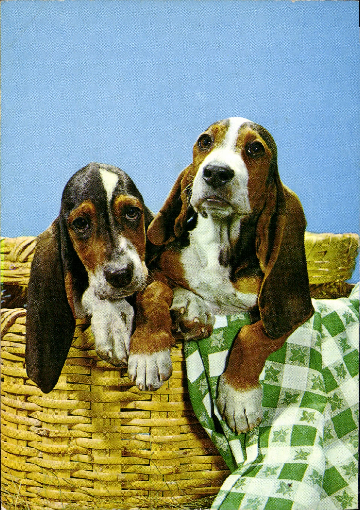 CPM Chiens