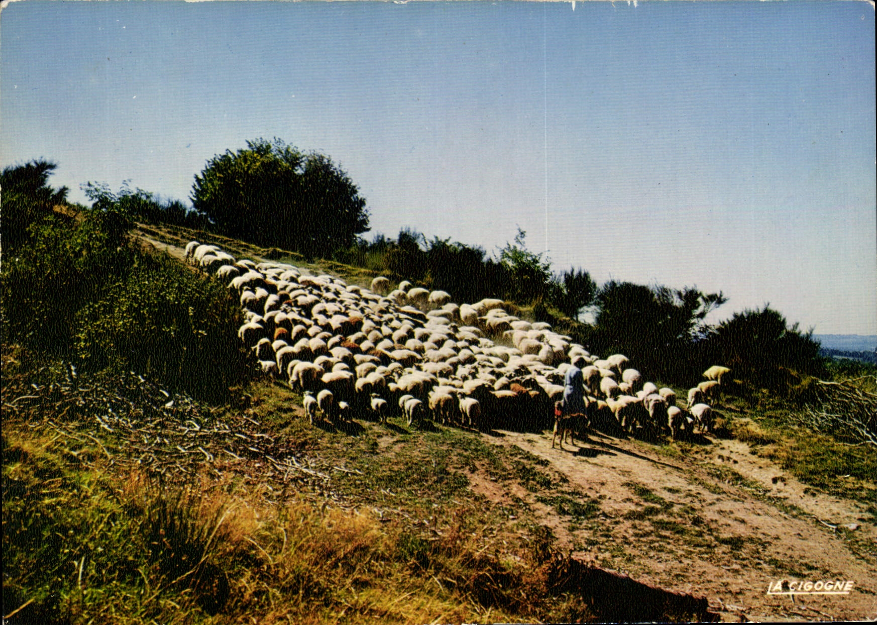 CPM Auvergne Troupeau de montons au paturage