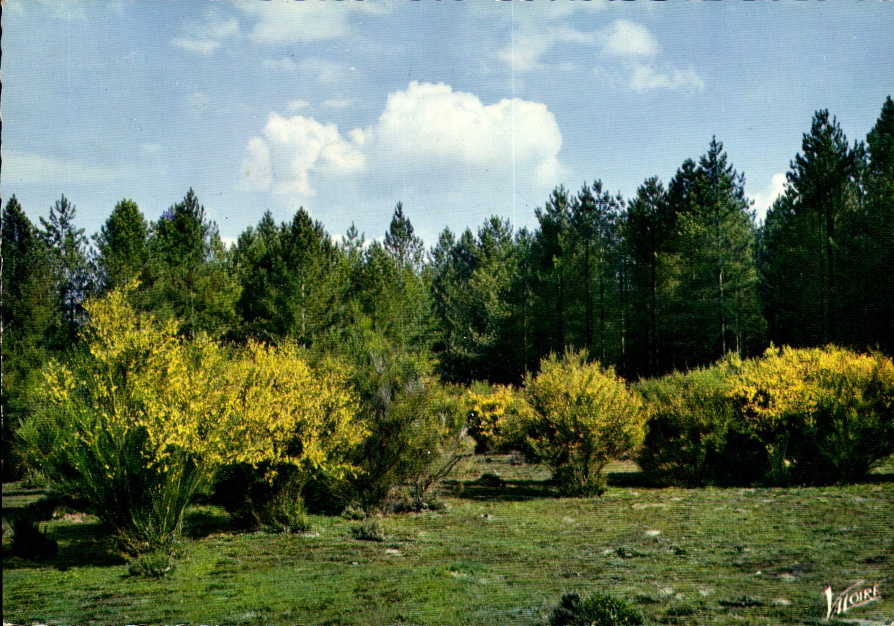 CPM En Sologne Les genets 