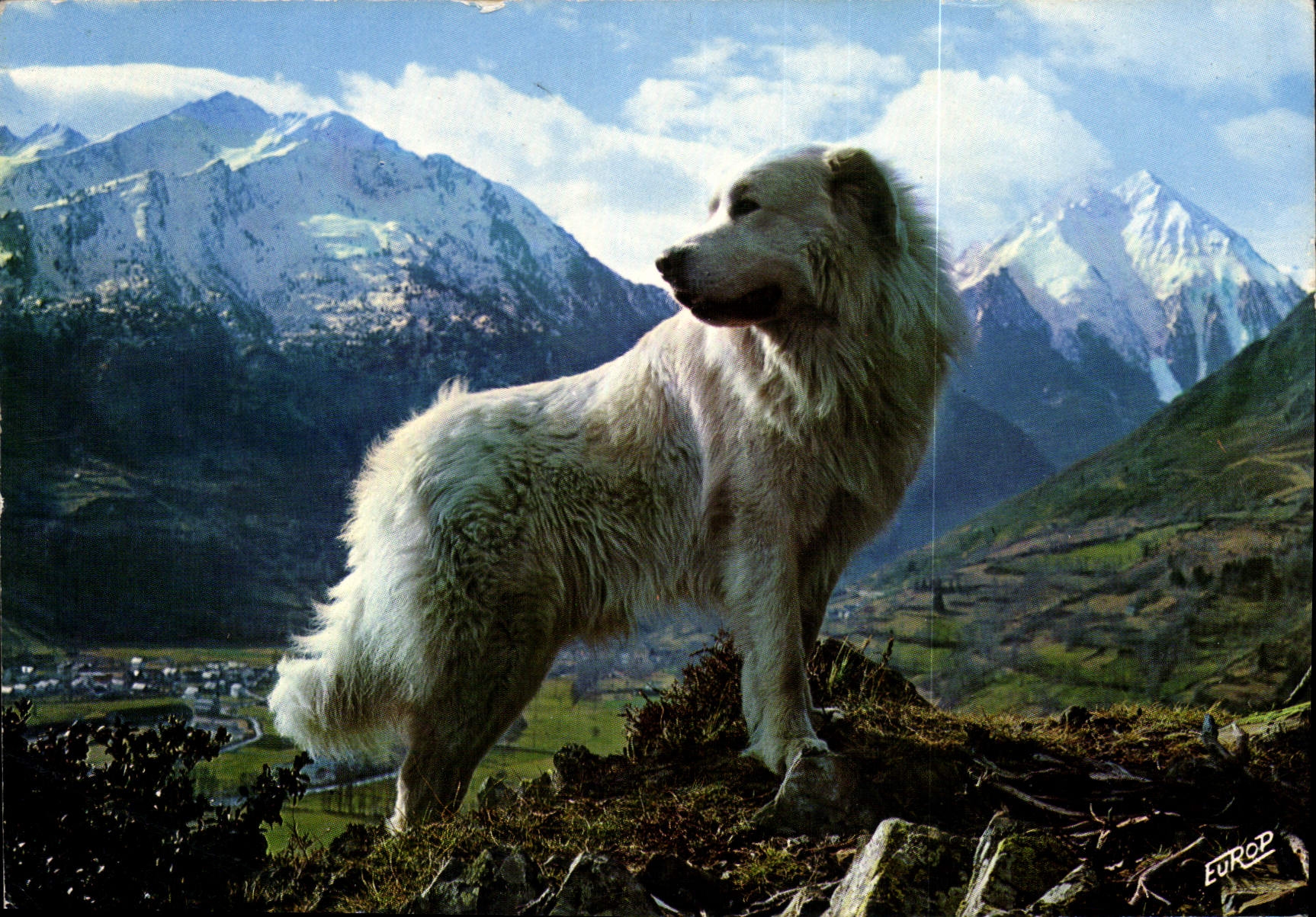 CPM Chien des Pyrenees dans la Montagne 