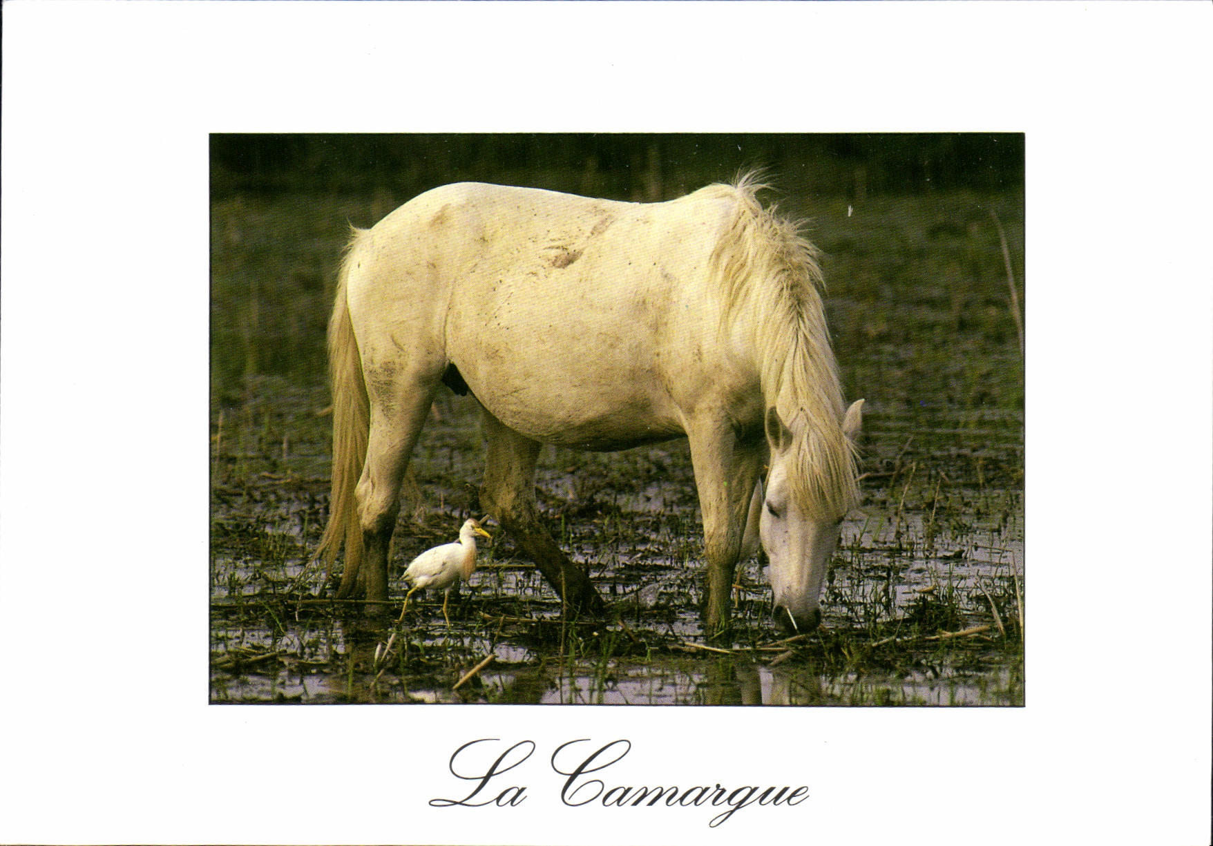 CPM En Camargue Cheval Oiseau