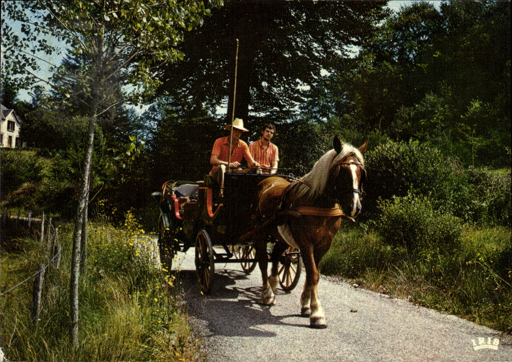 CPM Caleches en Limousin Randonnees d'une semaine sur le plateau de Millevaches Cheval