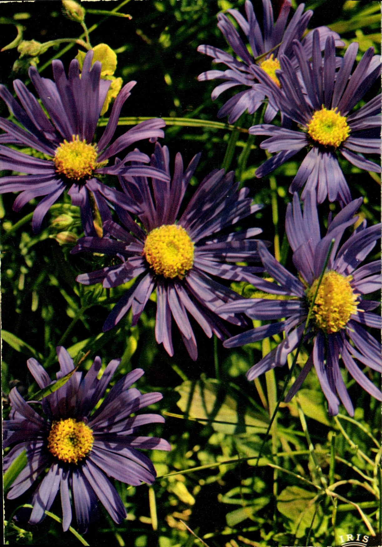 CPM Flore de Montagne Aster des Alpes Aster Alpinus 