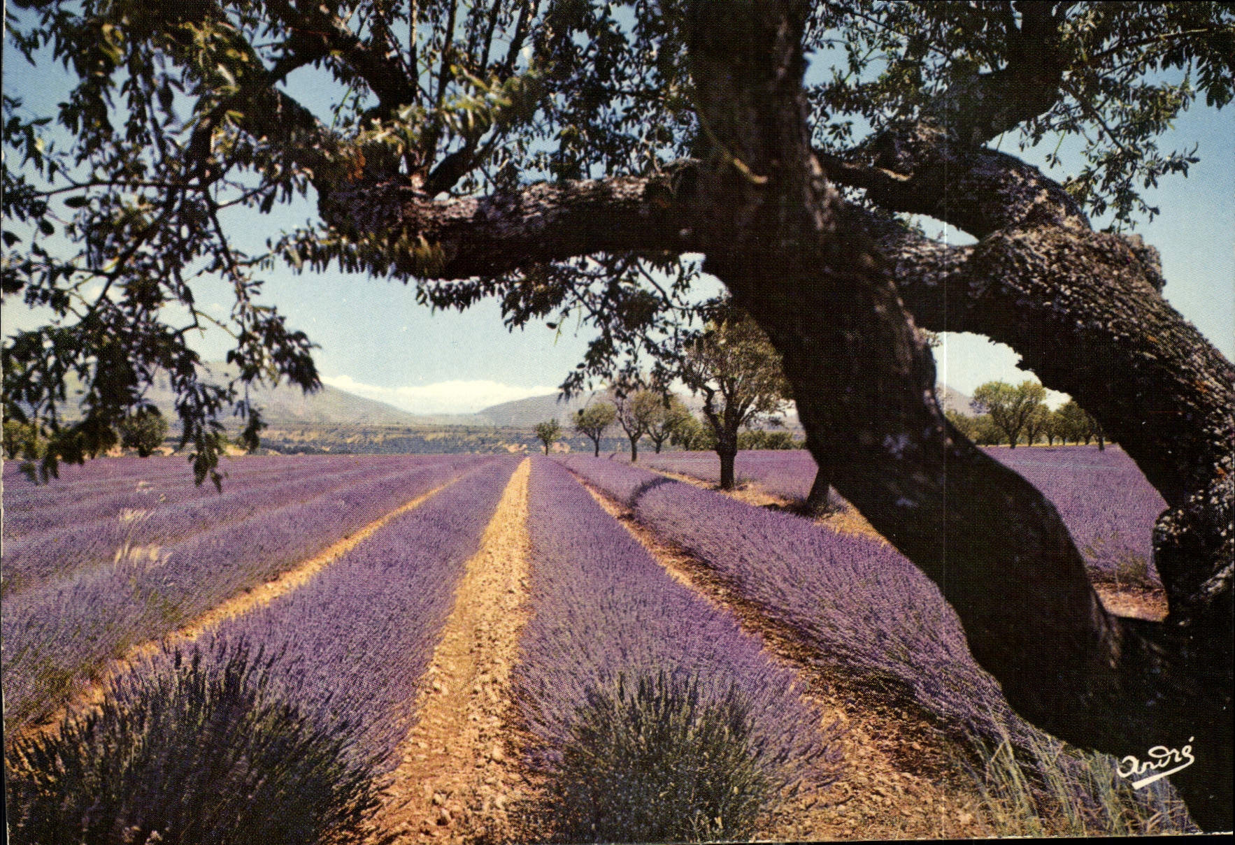 CPM Les Alpes en couleurs naturelles de Grenoble a la Cote d'Azur par la route de la Lavande 