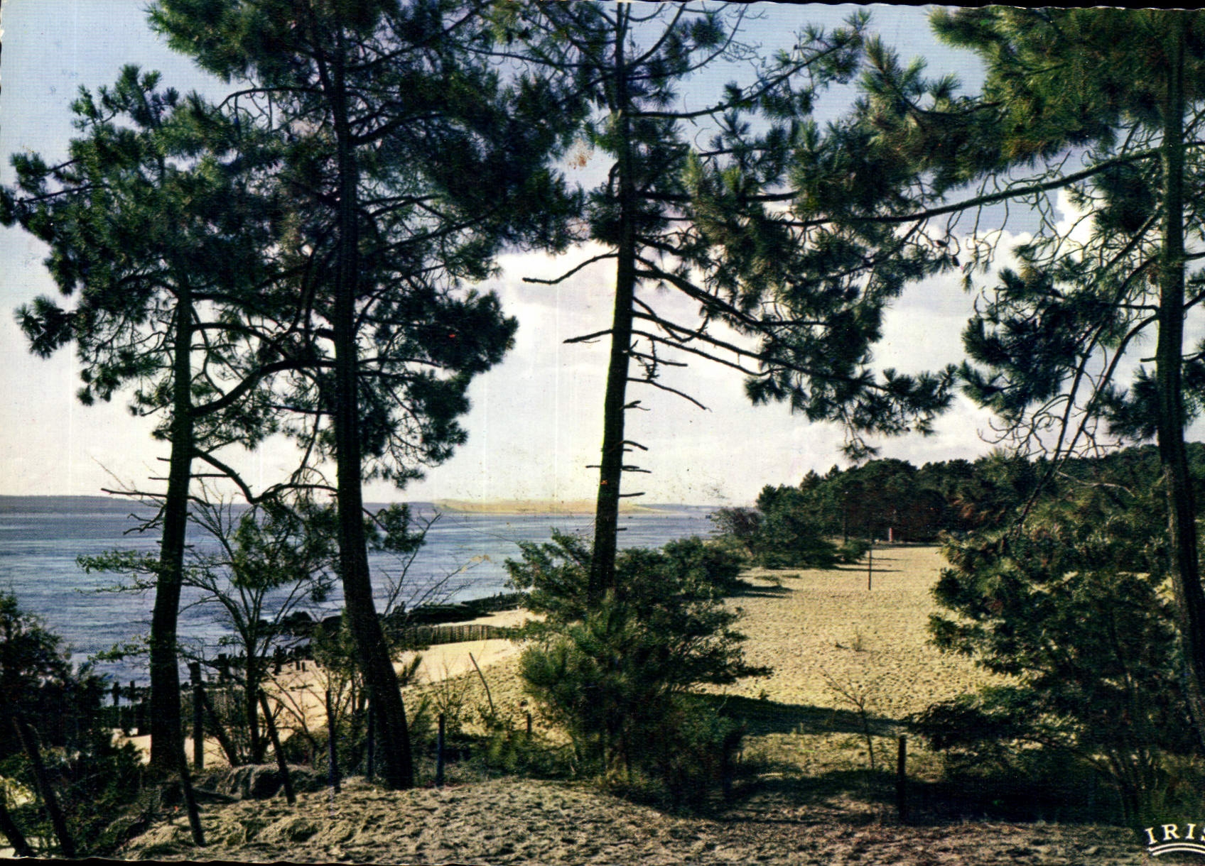 CPM Bassin d'Arcachon la Foret au fond la dune du Pilat
