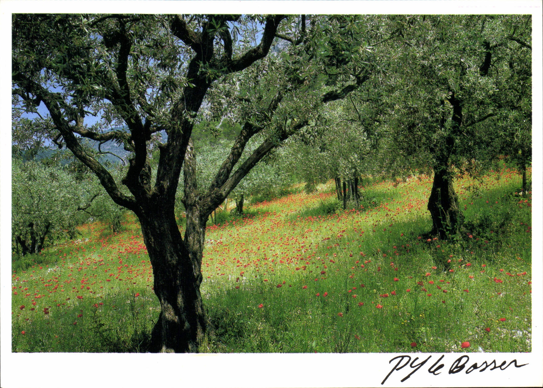 CPM Image de la Vie et de la Nature Oliviers en fleurs et coquelicots 