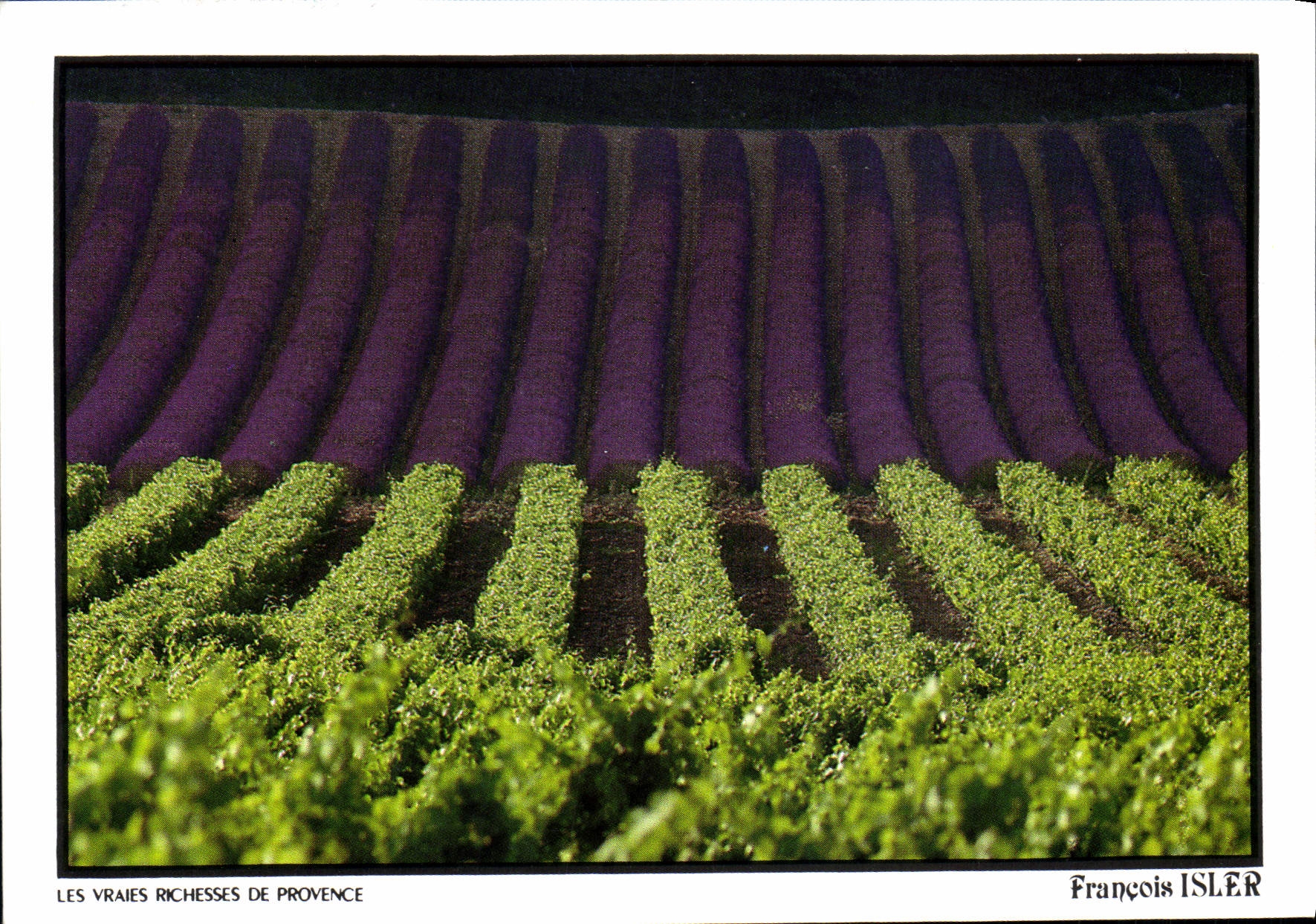 CPM Les Vraies Richesses de Provence Francois Isler 