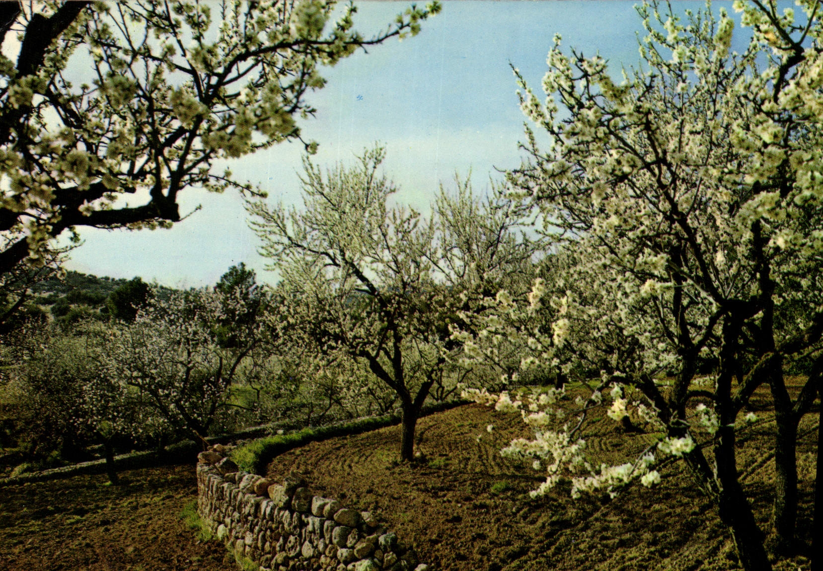 CPM Mallorca Baleares Espana Almendros en flor 