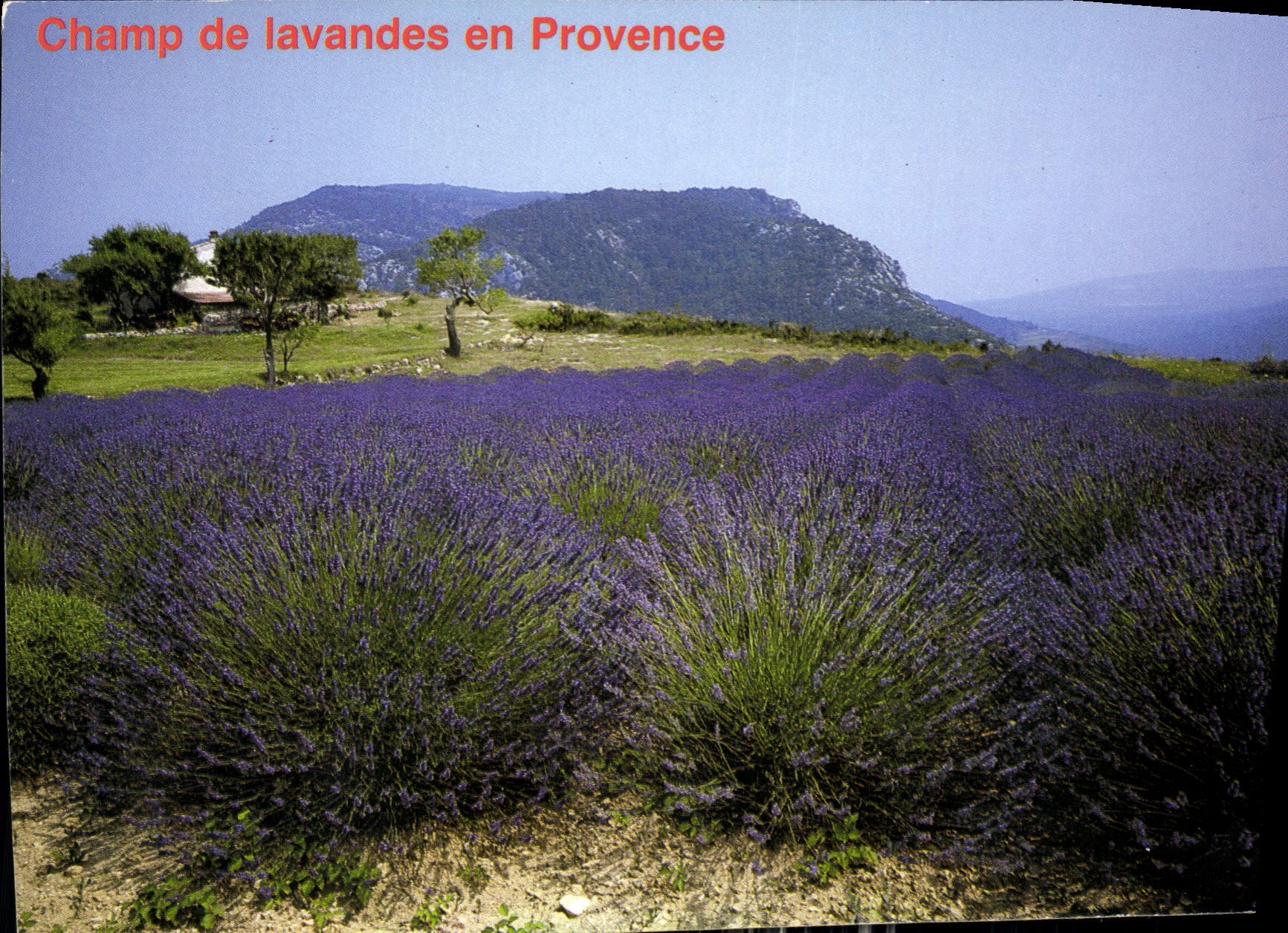 CPM Champ de lavandes en Provence