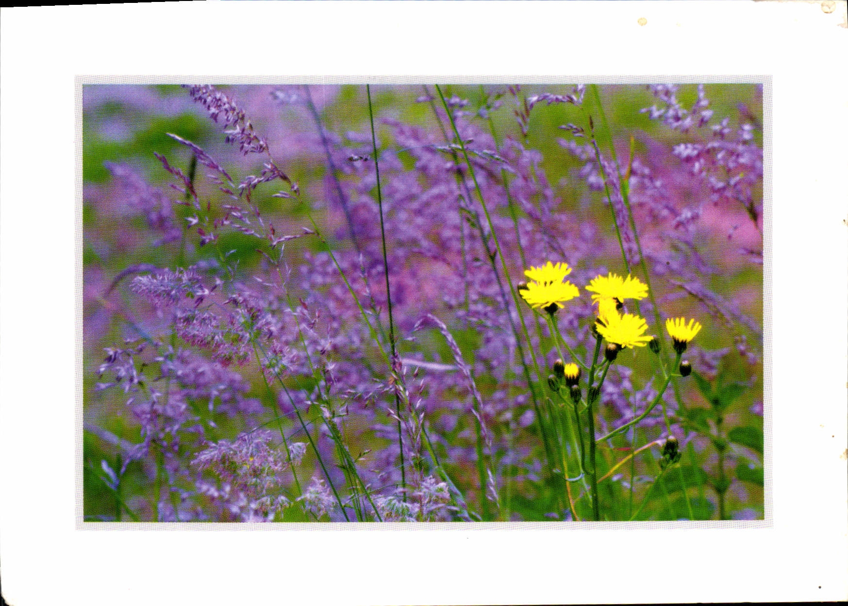 CPM Serie fleurs des Champs 