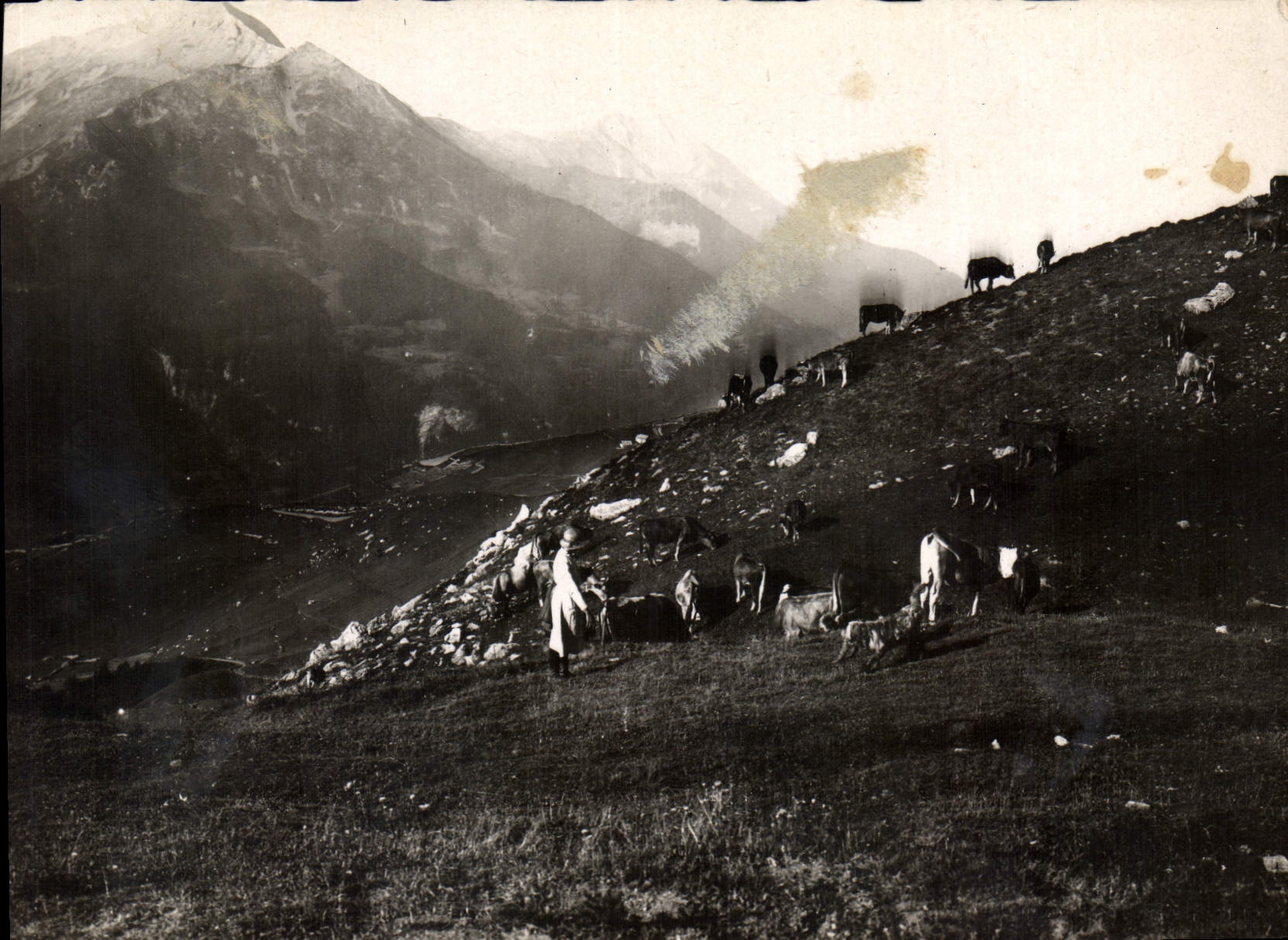 CPM Le Champsaur Pittoresque Troupeau de Vachesau paturage