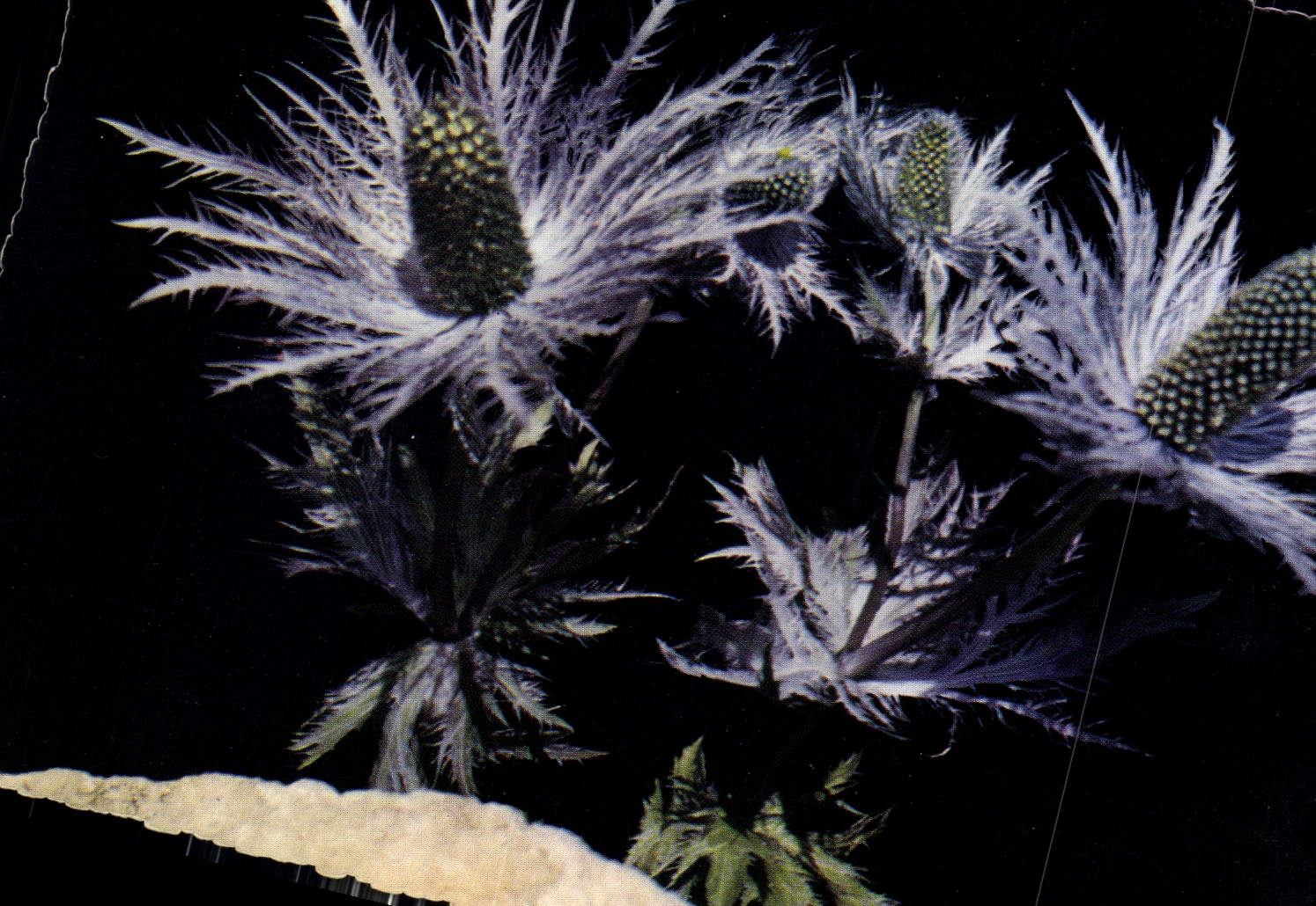 CPM Images de Chez Nous Chardon Bleu ou Panicaut 