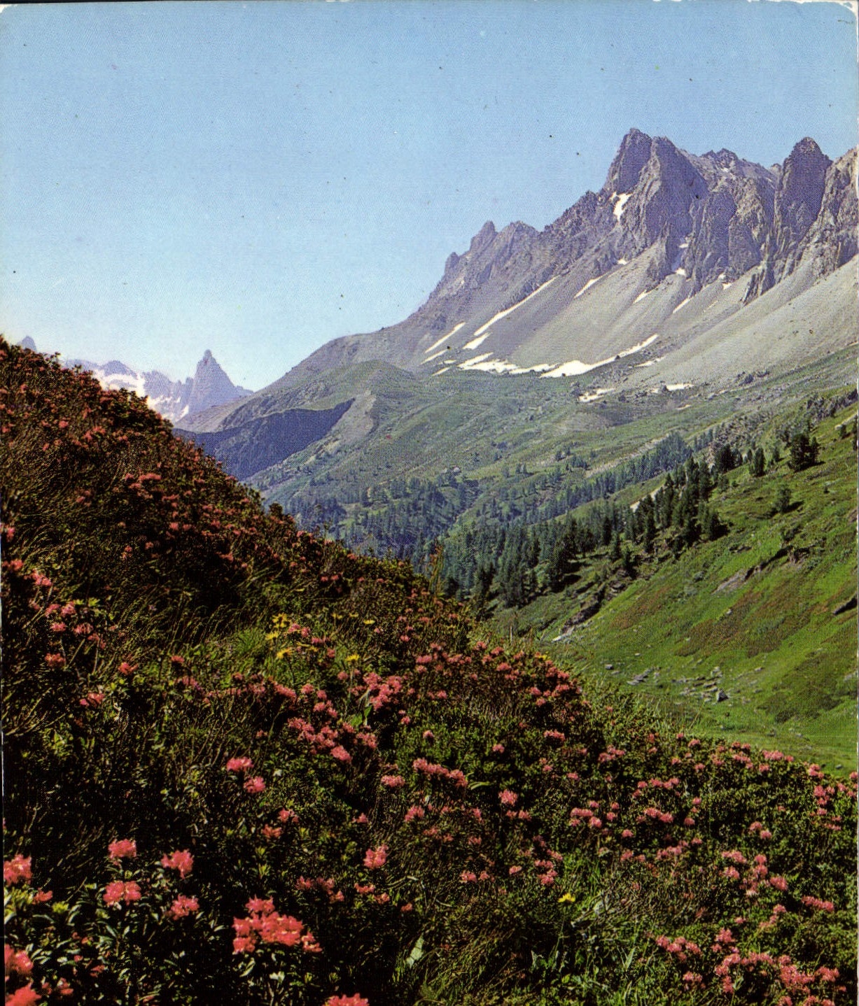 CPM Le Brianconnais Champs de Rhododendrans 