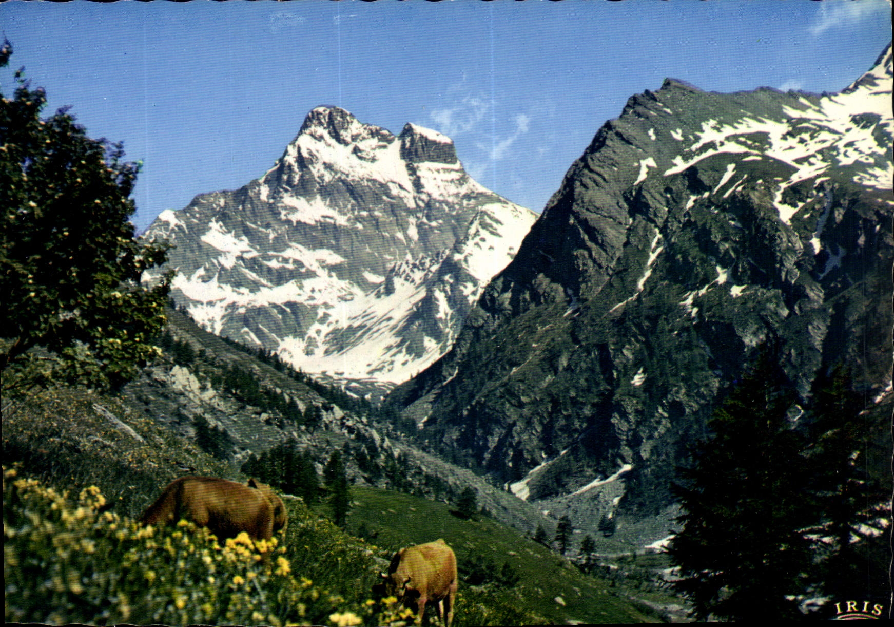 CPM Dans les Alpages du Mont Viso 