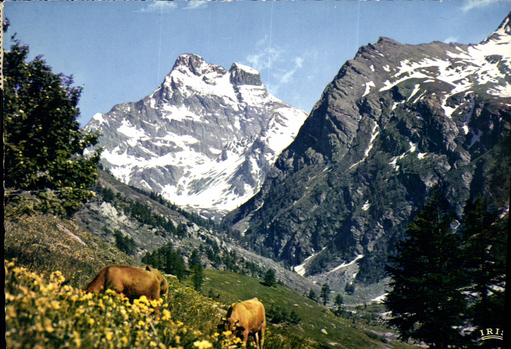CPM Dans les Alpages du Mont Viso 