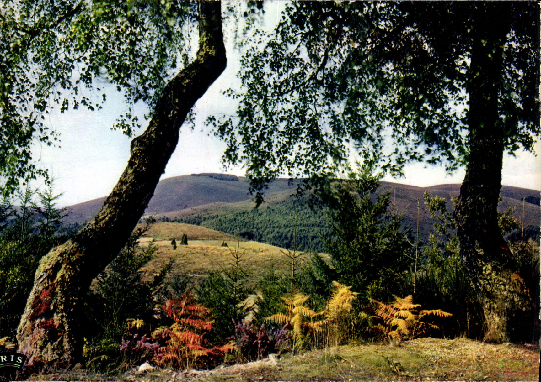 CPM Limousin Pittoresque Entre les Hautes Vallees de la Vezere et de la Correze Le Massif des Monedi