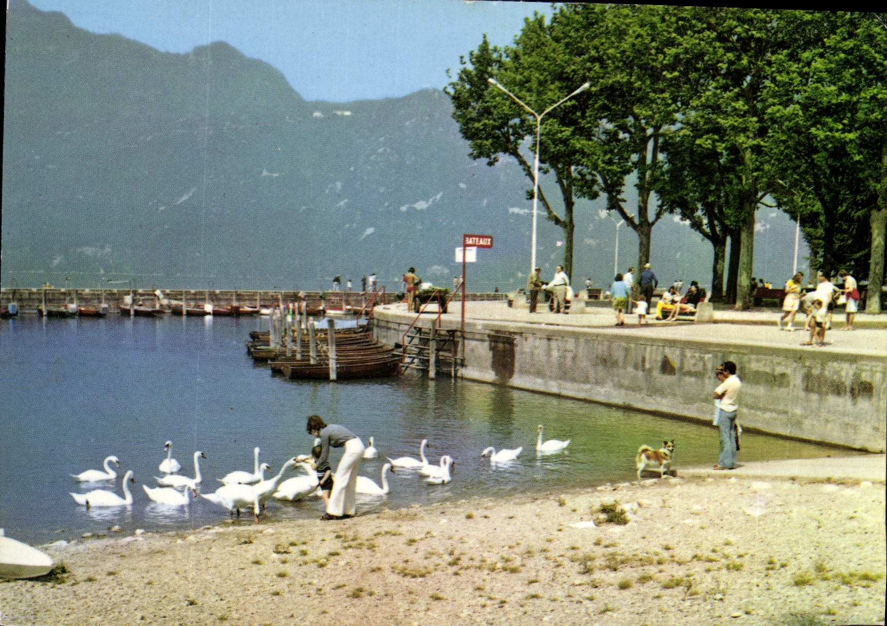 CPM Aix les Bains Le petit port et ses cygnes