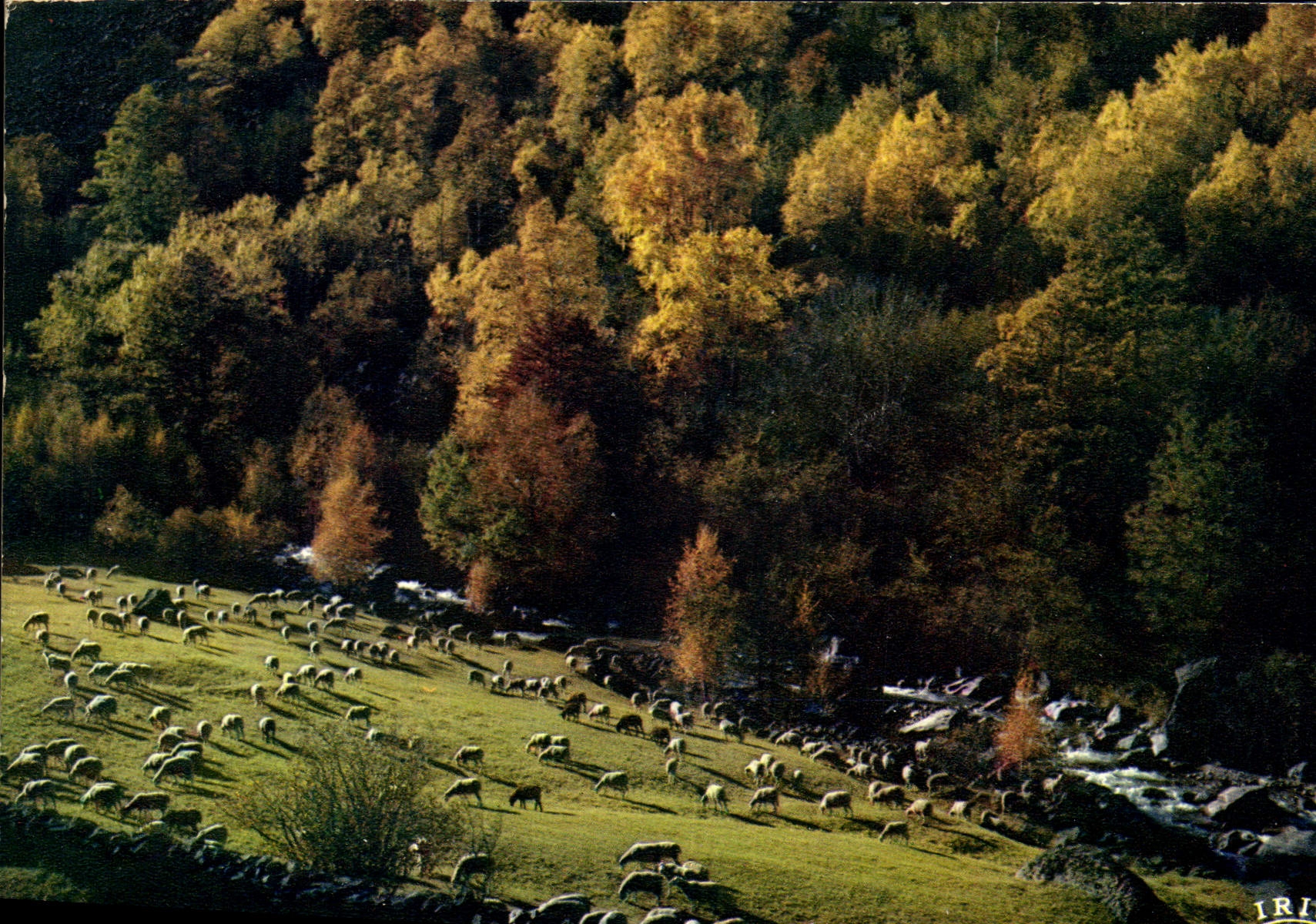 CPM Pastorale d'Automne 