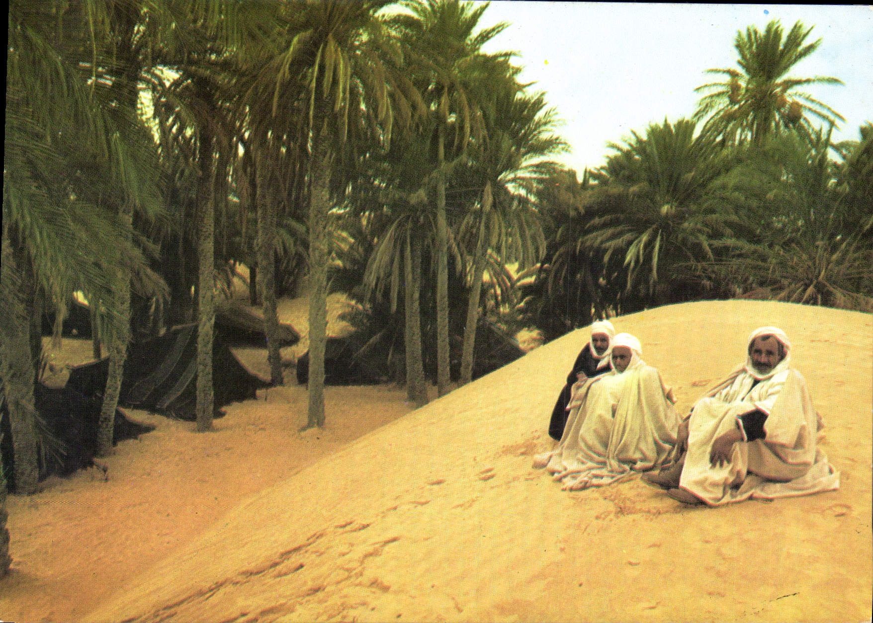 CPM Tunisie douz Une Oasis du Desert 