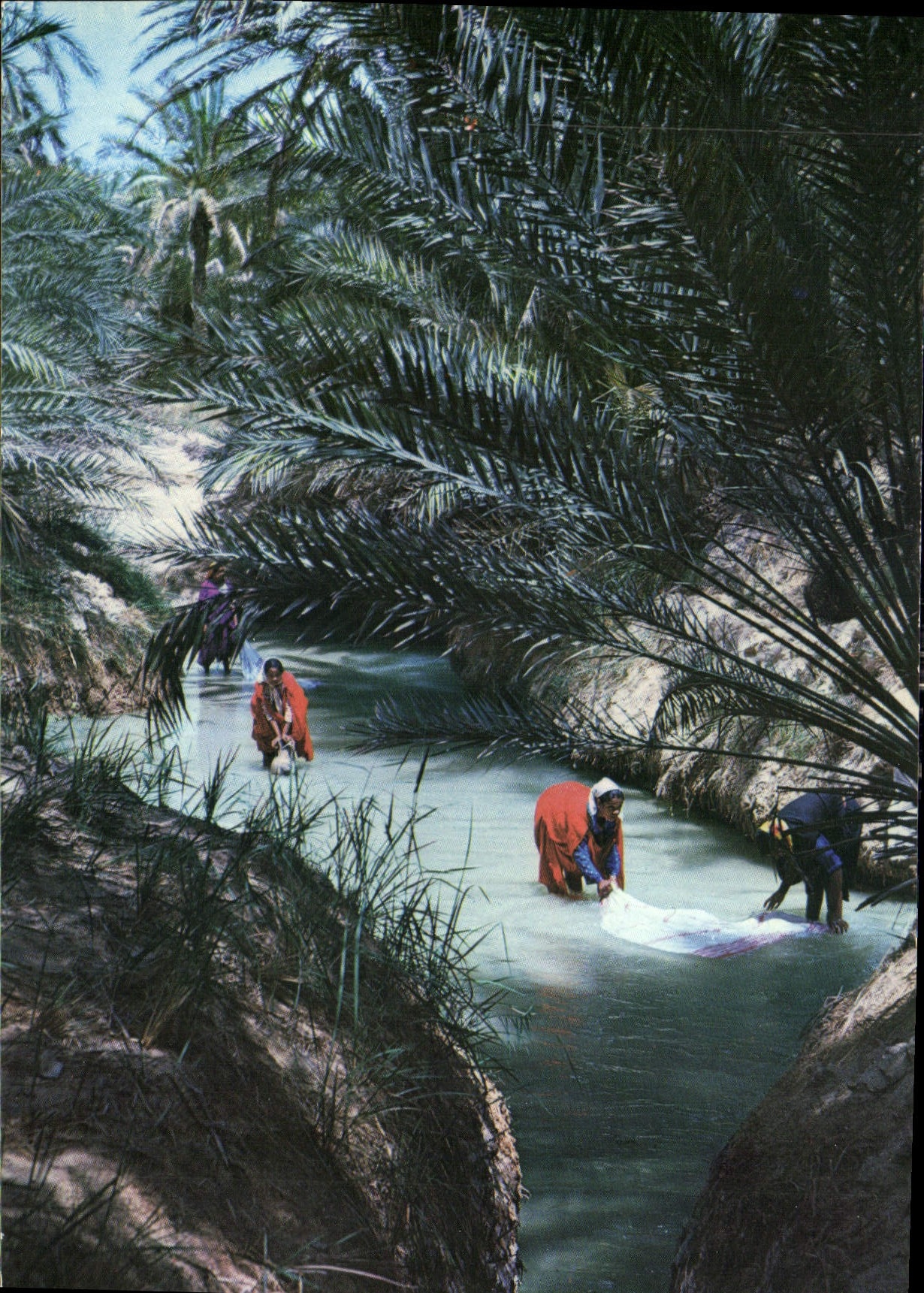 CPM Tunisie Les lavandieres de l'Oasis 