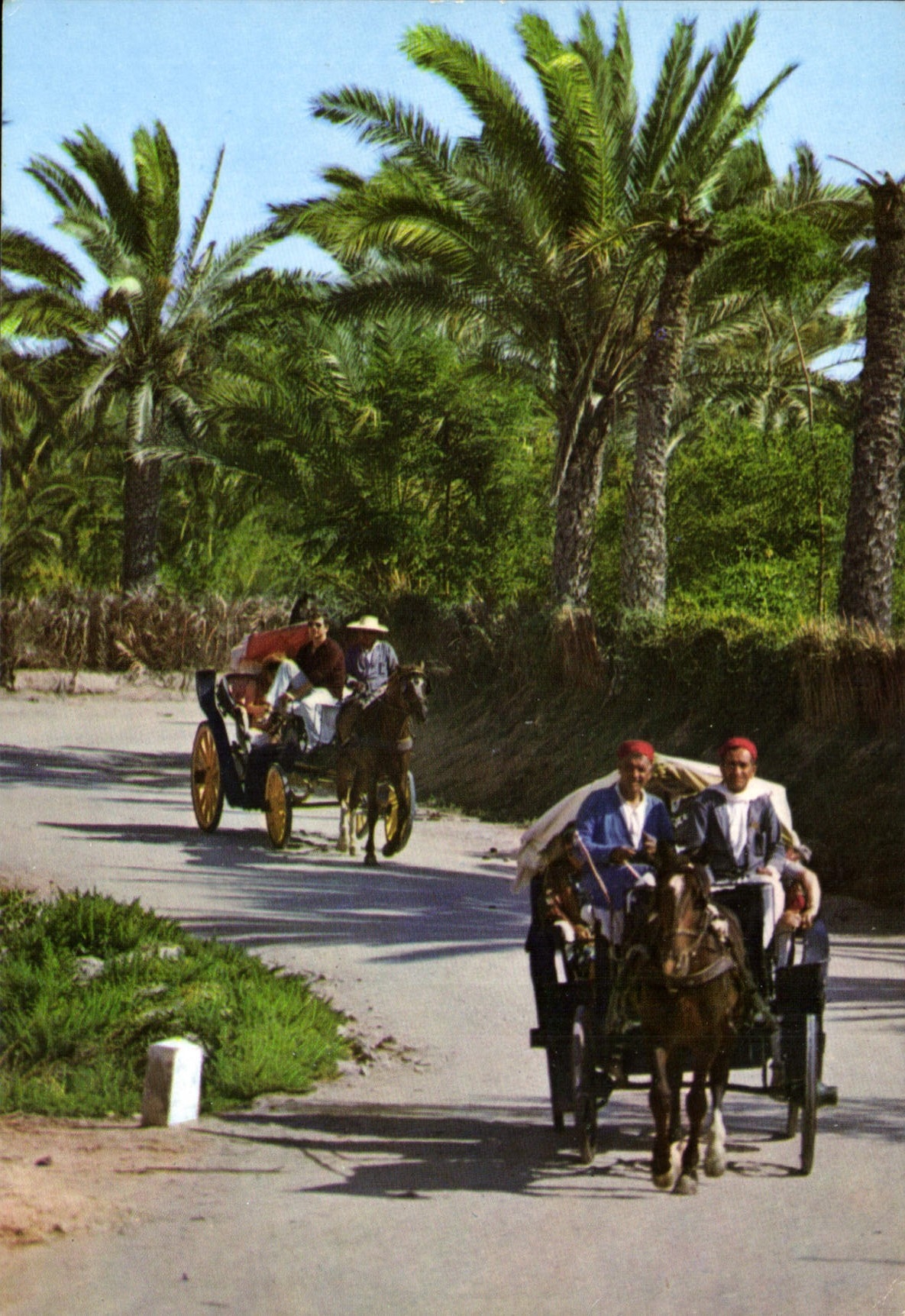 CPM Gabes Promenade a travers l'Oasis 