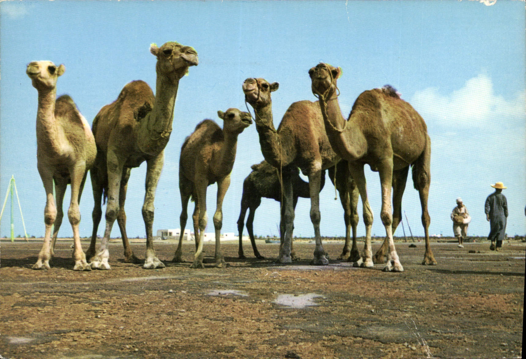 CPM Tunisie Chameaux posant pour le photographe