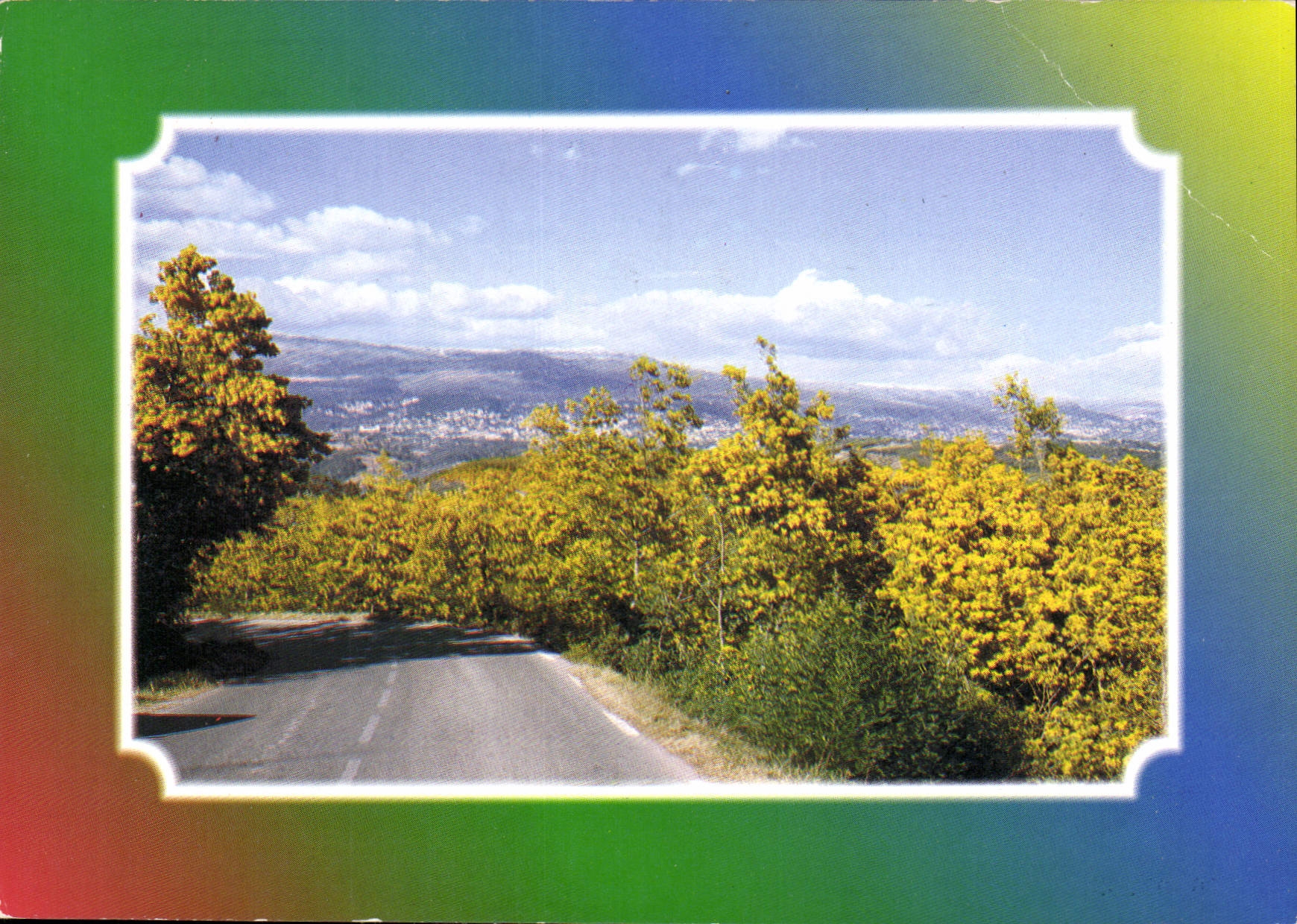 CPM Route d'Or Cote d'Azur Pegomas Foret de mimosas 